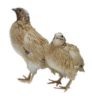 Animals 13 03439 i005