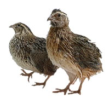Animals 13 03439 i006