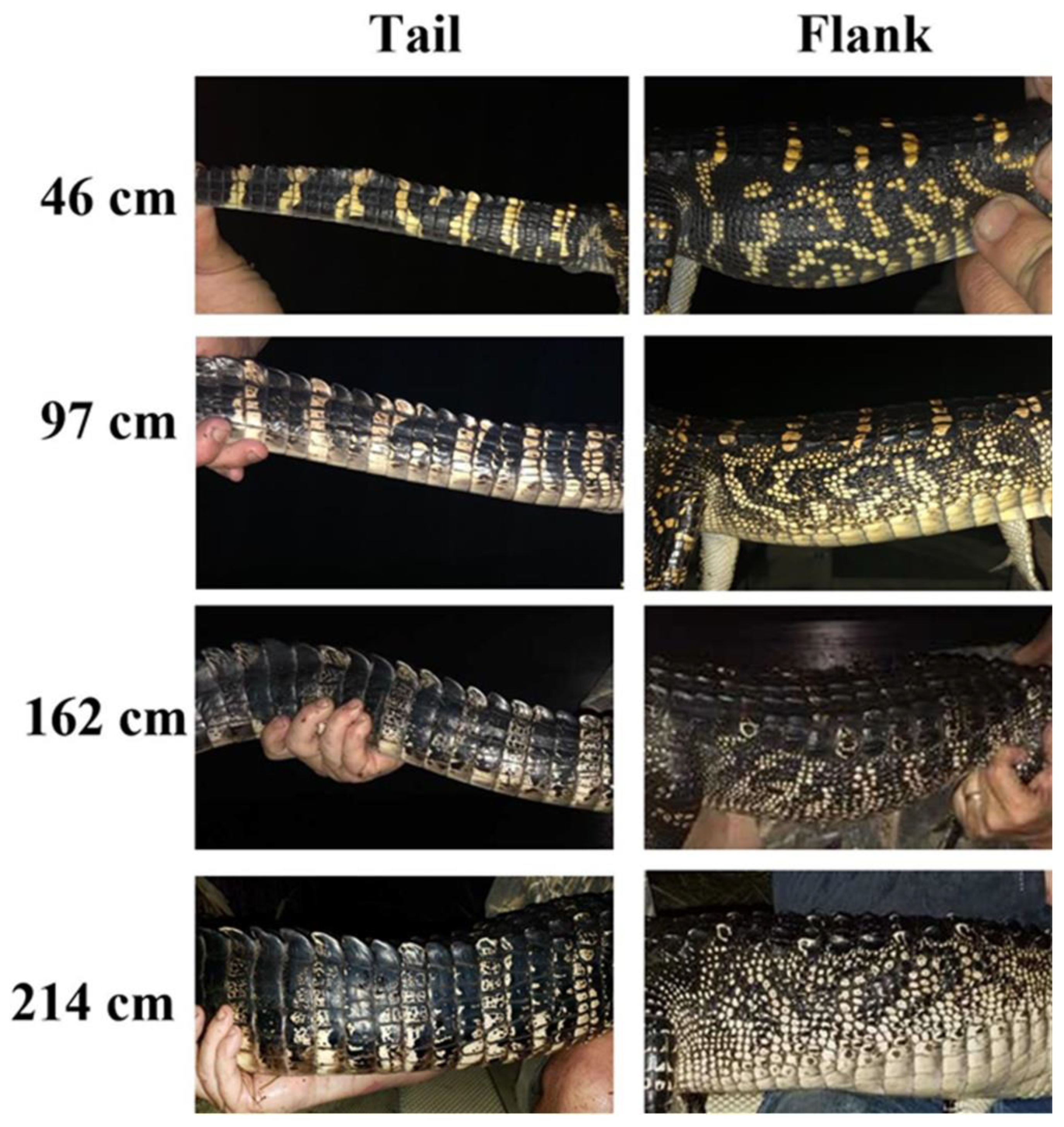 Animals 13 03440 g005