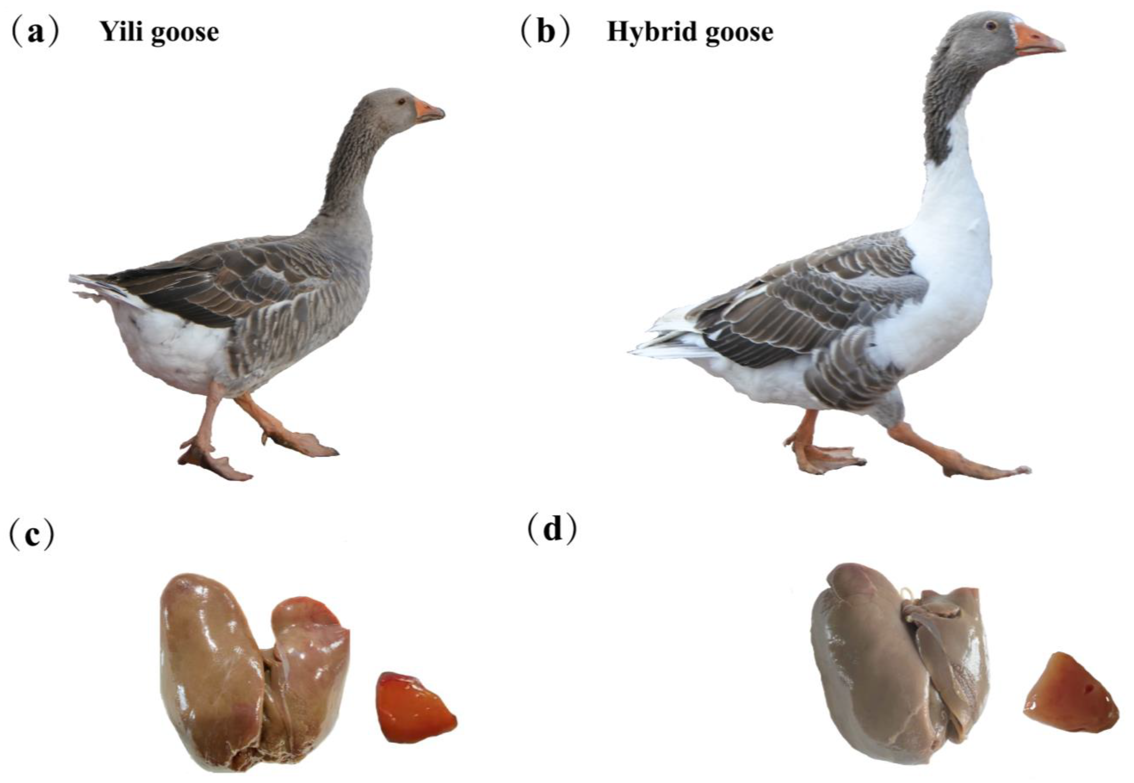 Animals 13 03473 g001 Animals 13 03473 g001