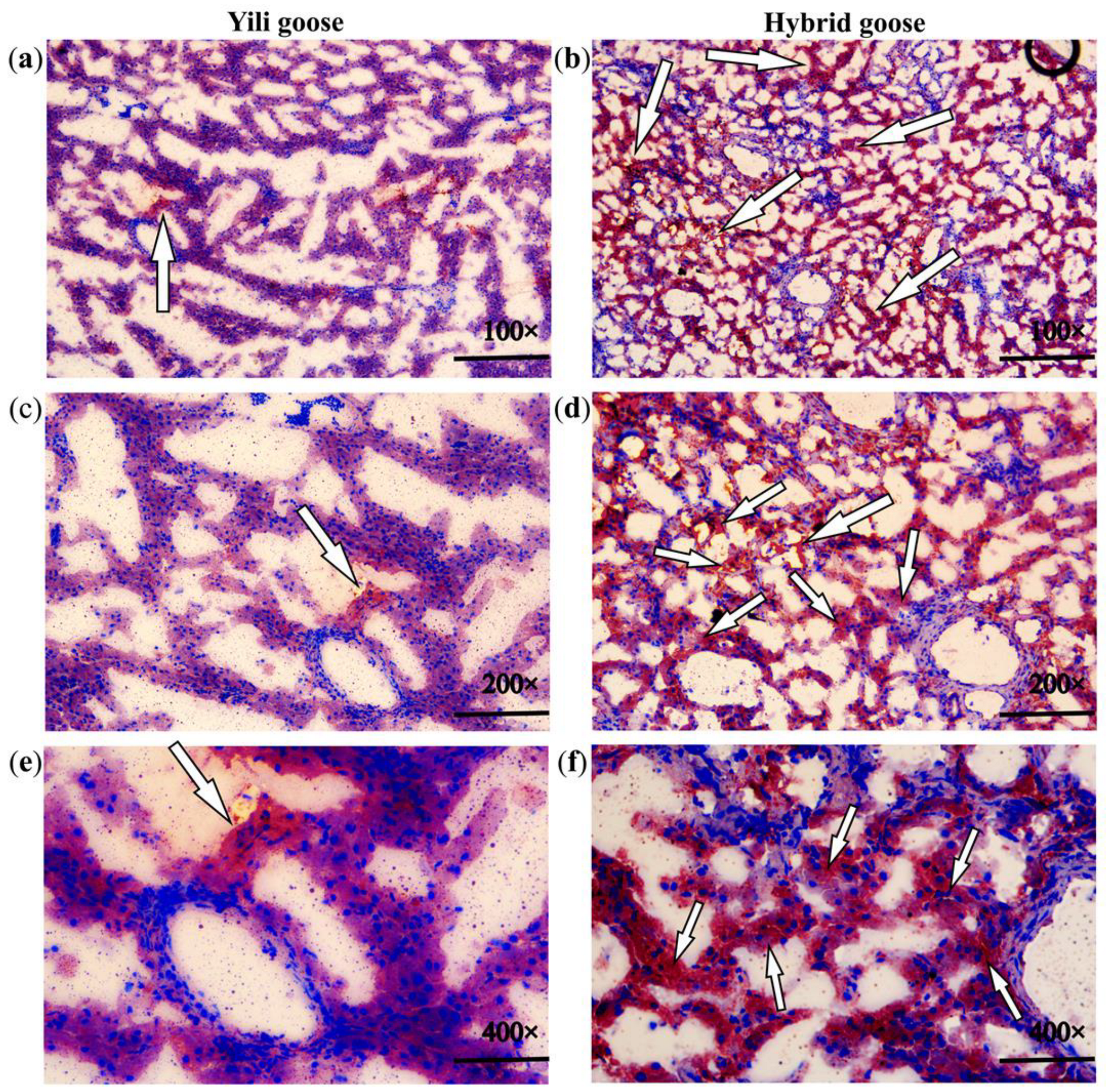 Animals 13 03473 g002 Animals 13 03473 g002