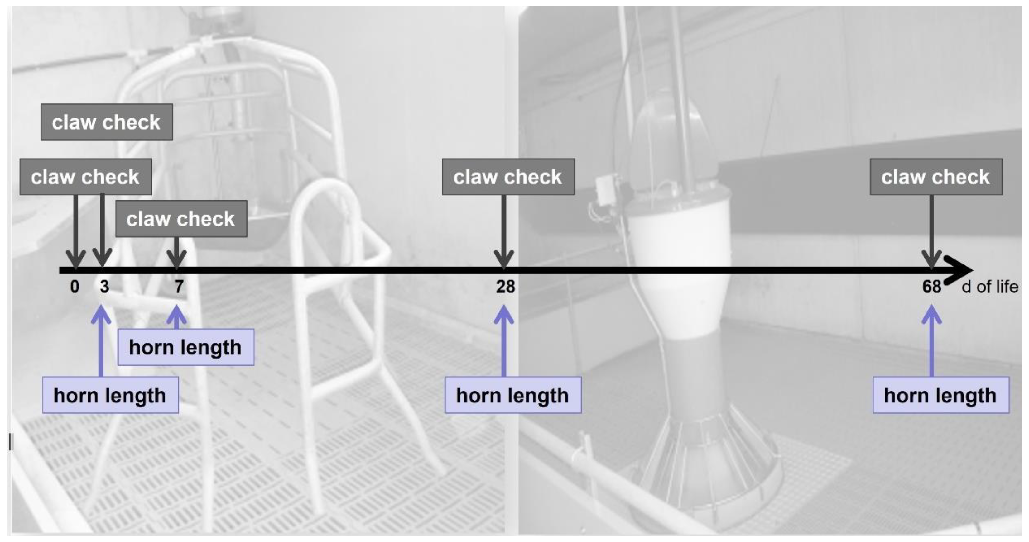 Animals 13 03477 g001