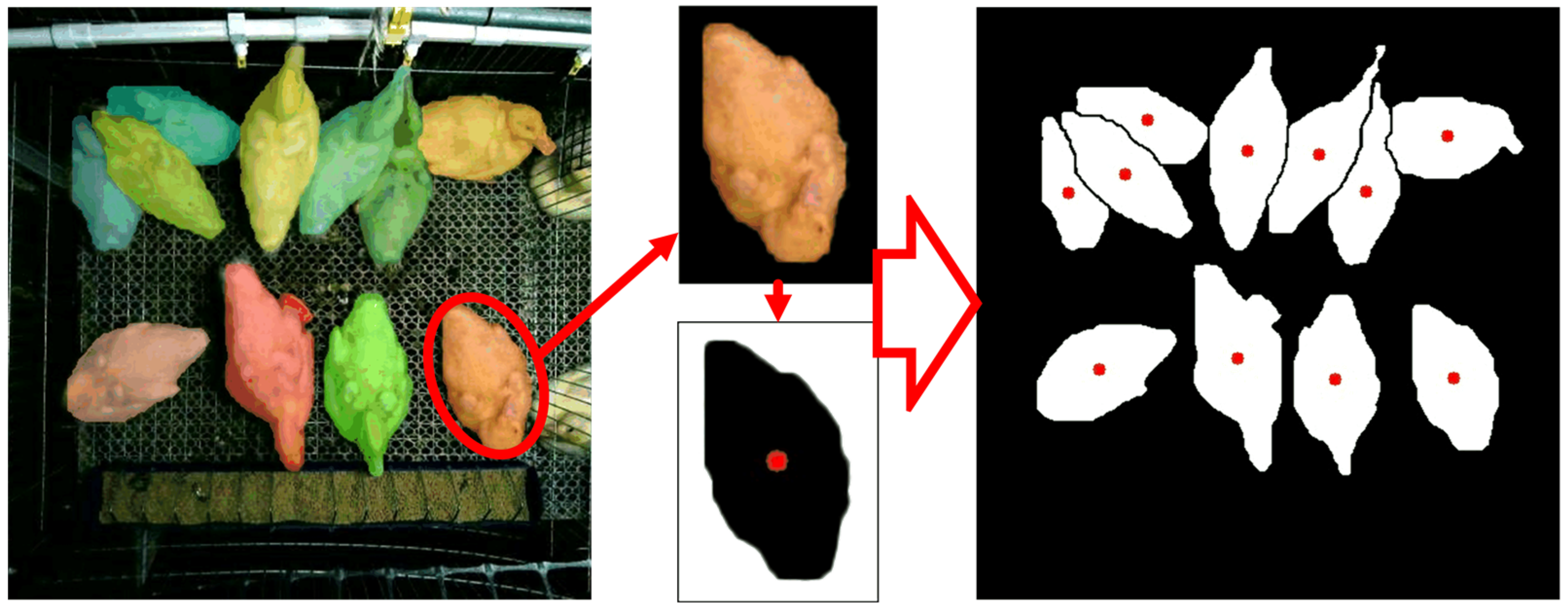 Animals 13 03520 g004