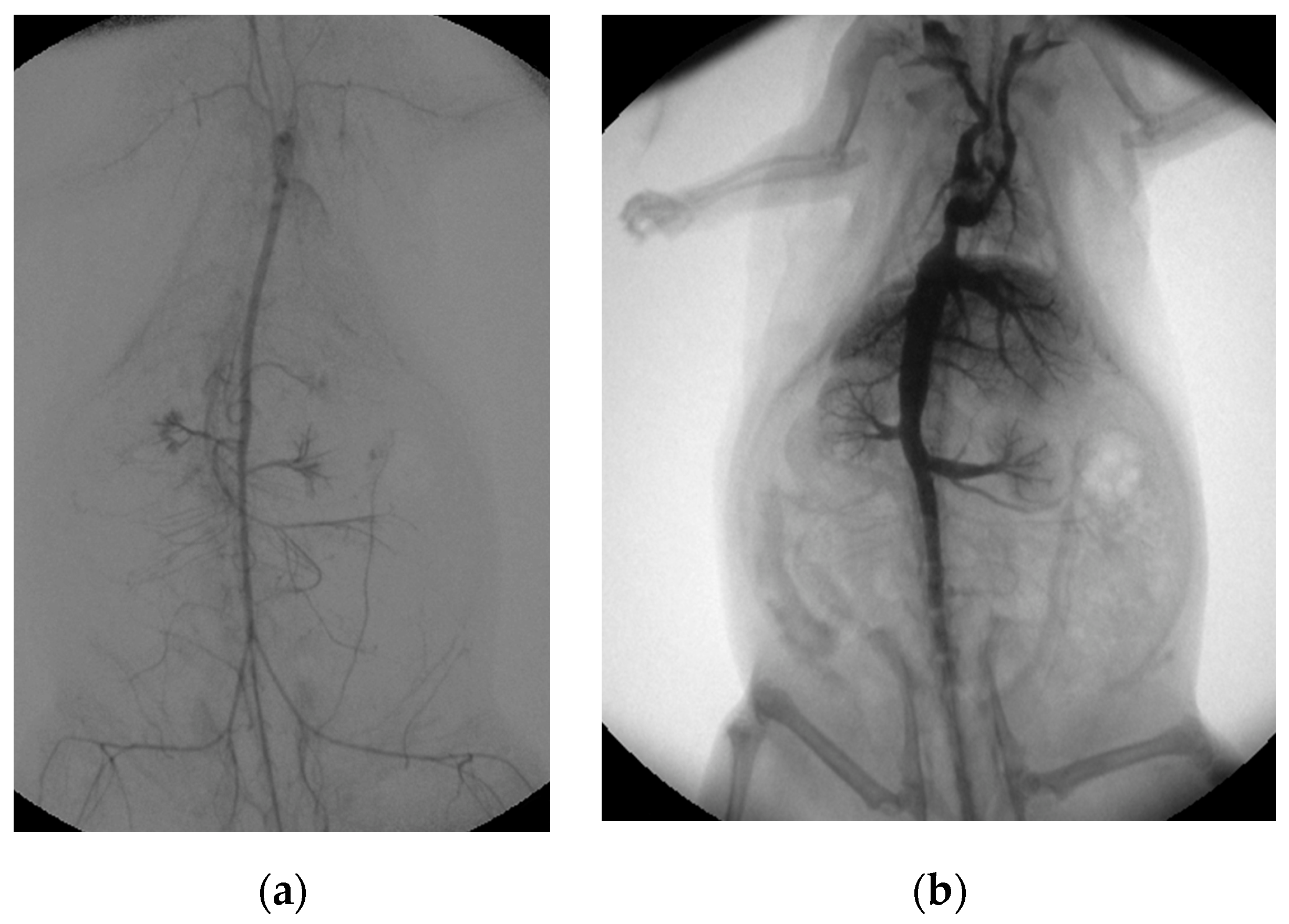 Animals 13 03532 g003