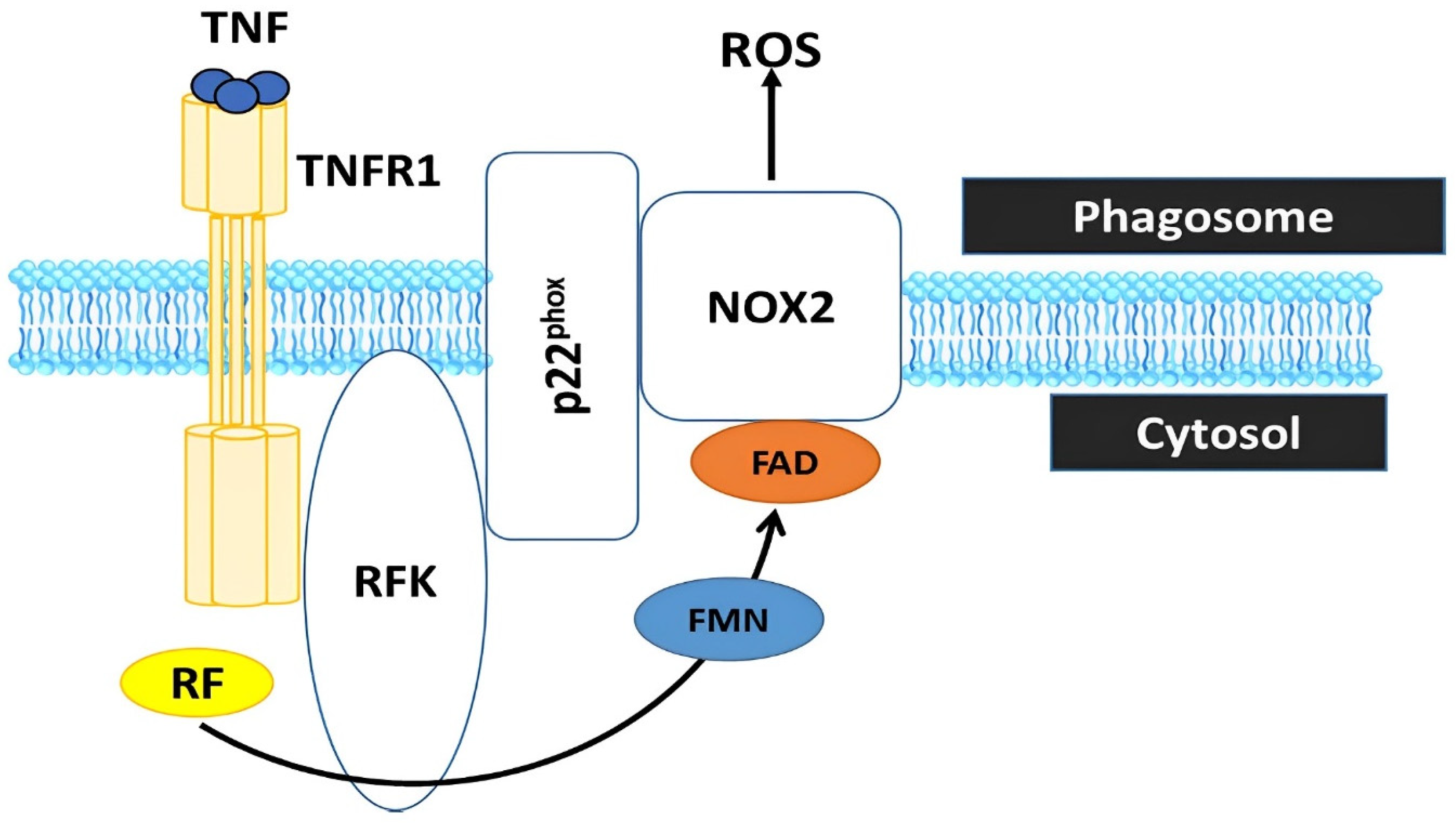Animals 13 03554 g005 Animals 13 03554 g005