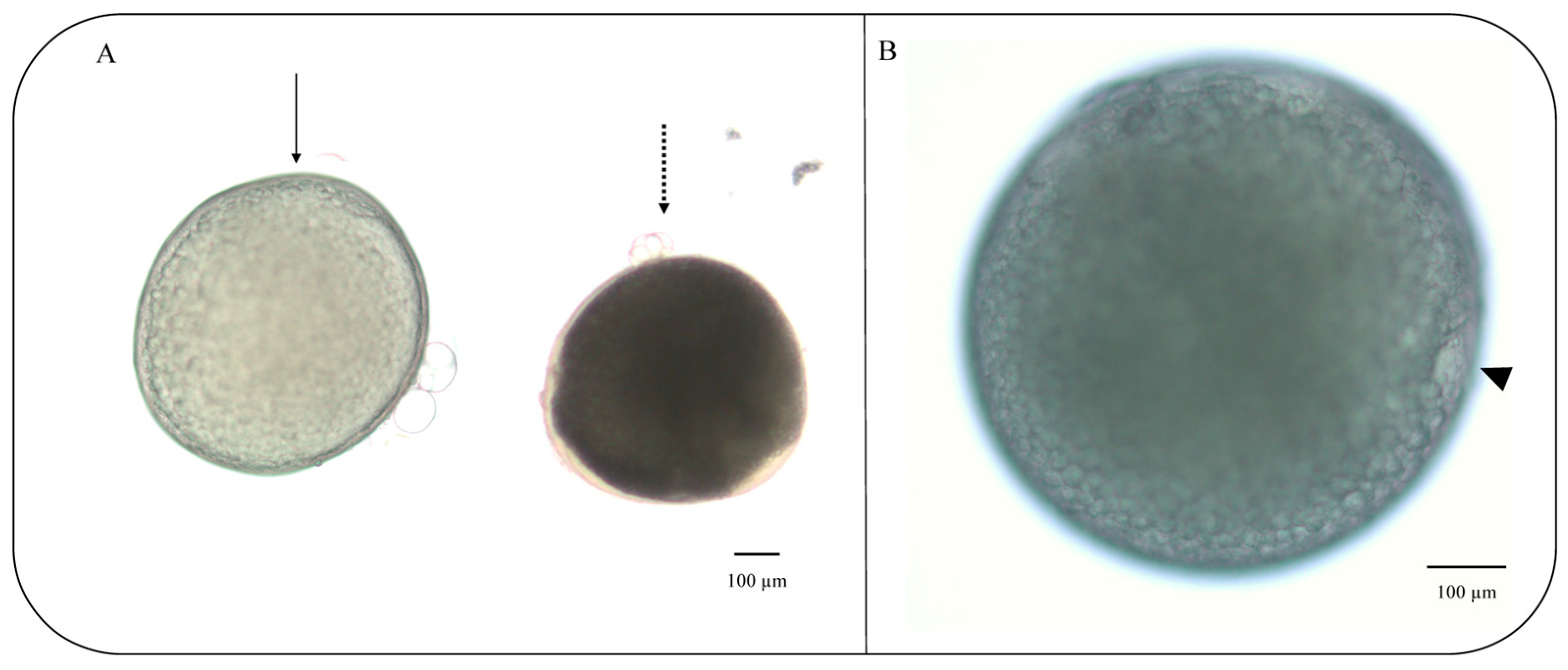 Animals 13 03563 g004 Animals 13 03563 g004