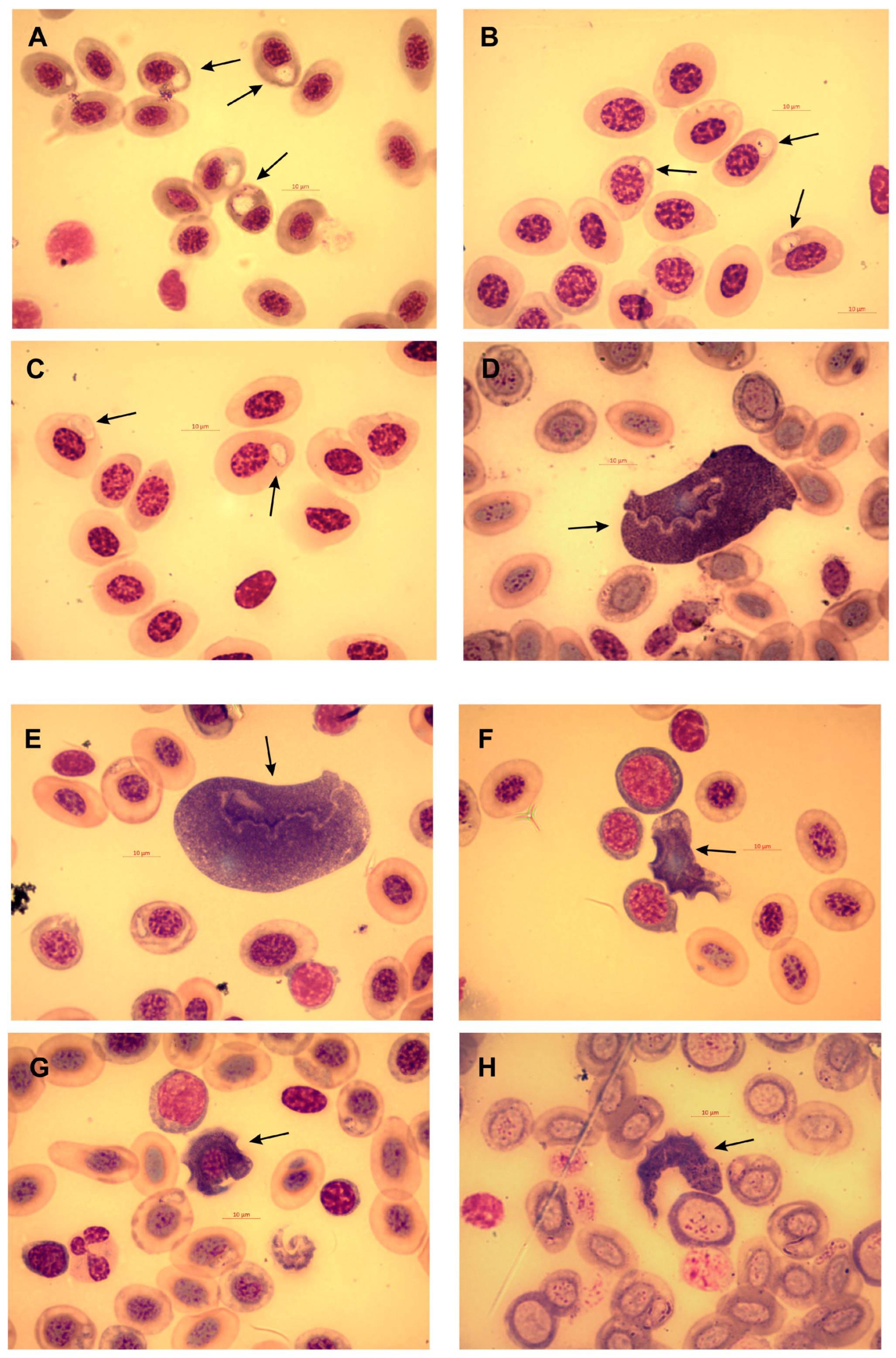 Animals 13 03566 g001