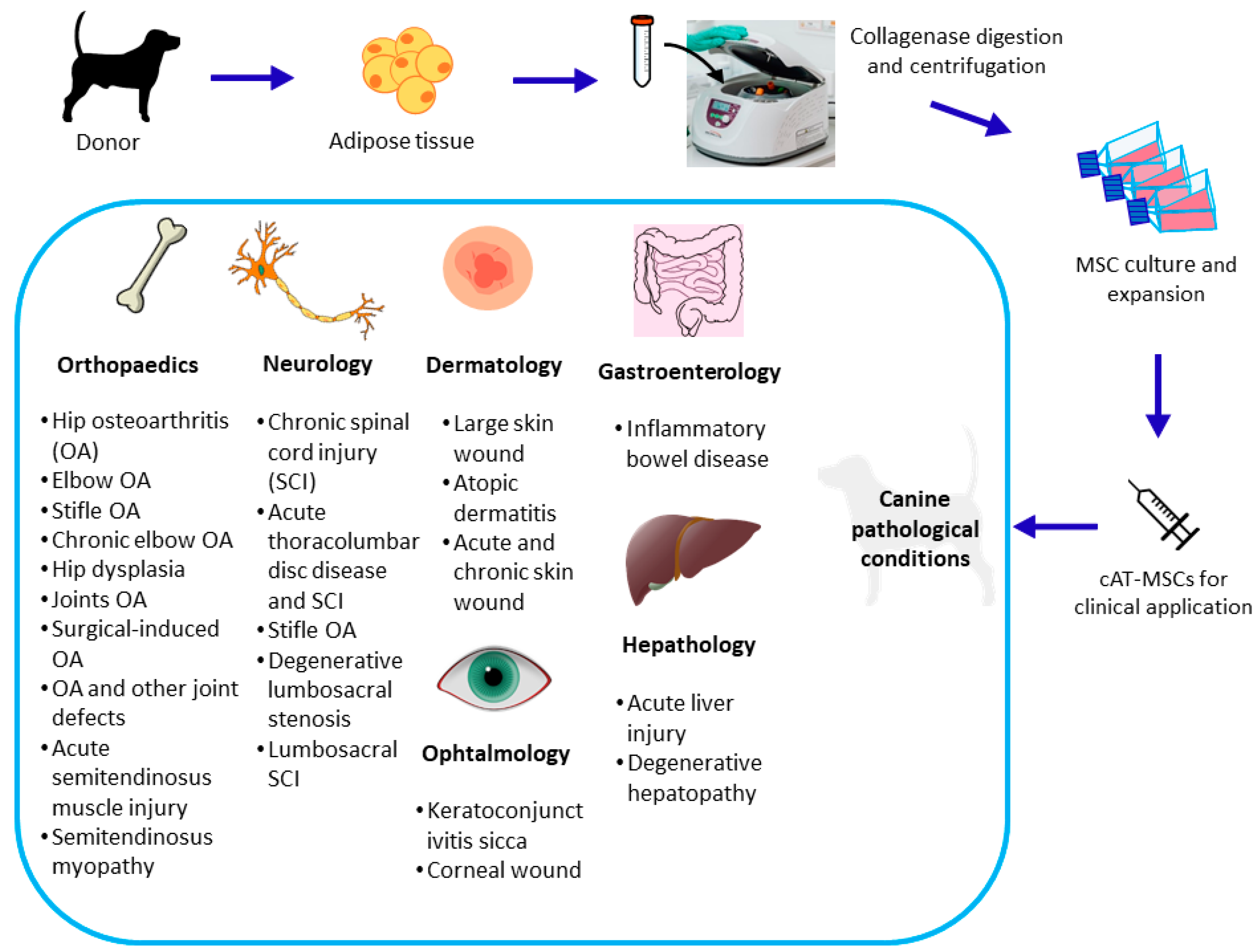 Animals 13 03571 g001 Animals 13 03571 g001