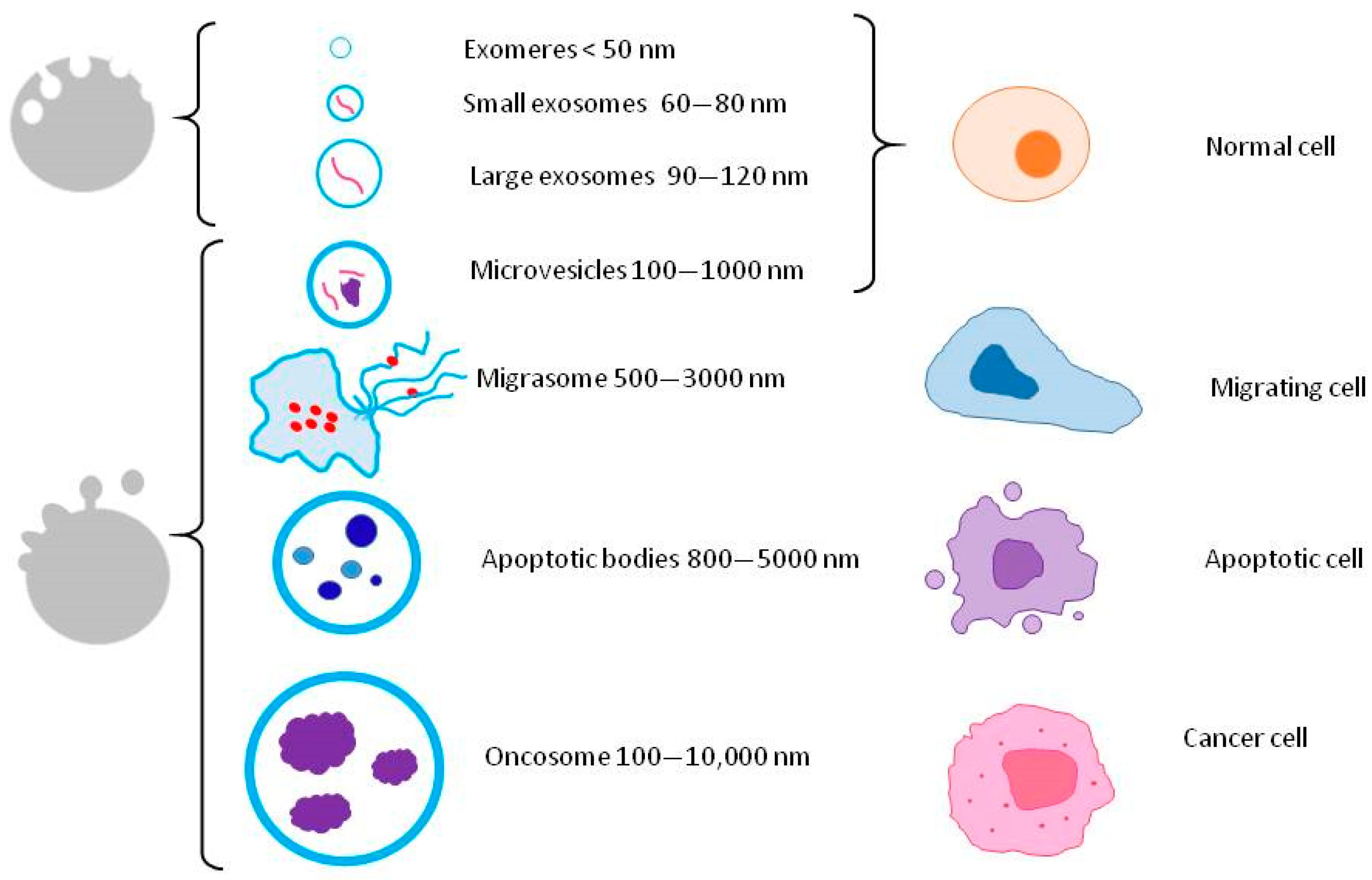 Animals 13 03571 g002 Animals 13 03571 g002