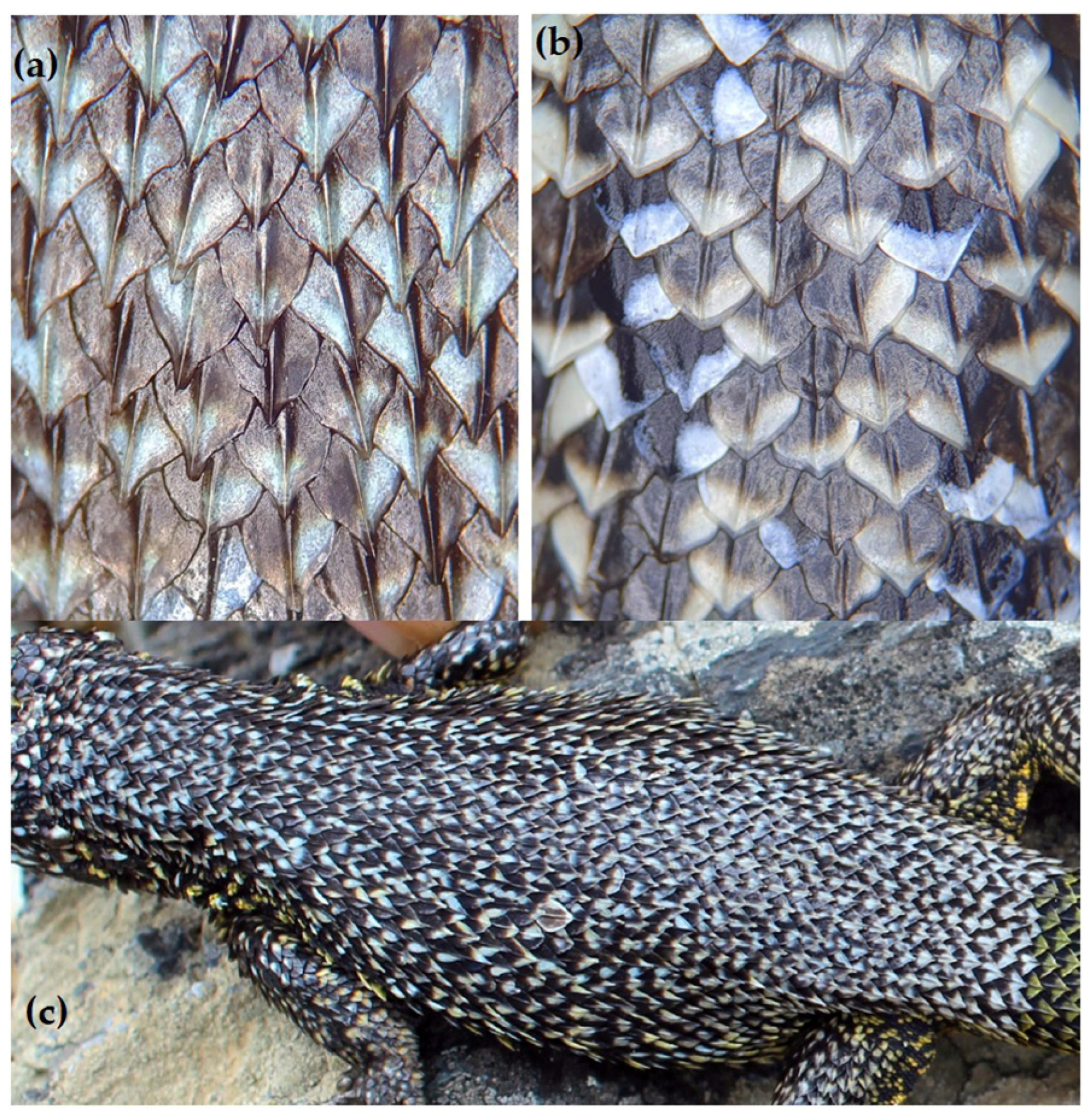 Animals 13 03576 g004