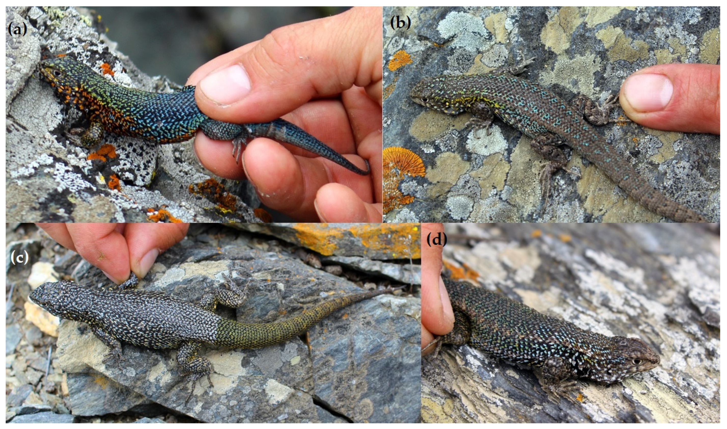 Animals 13 03576 g005