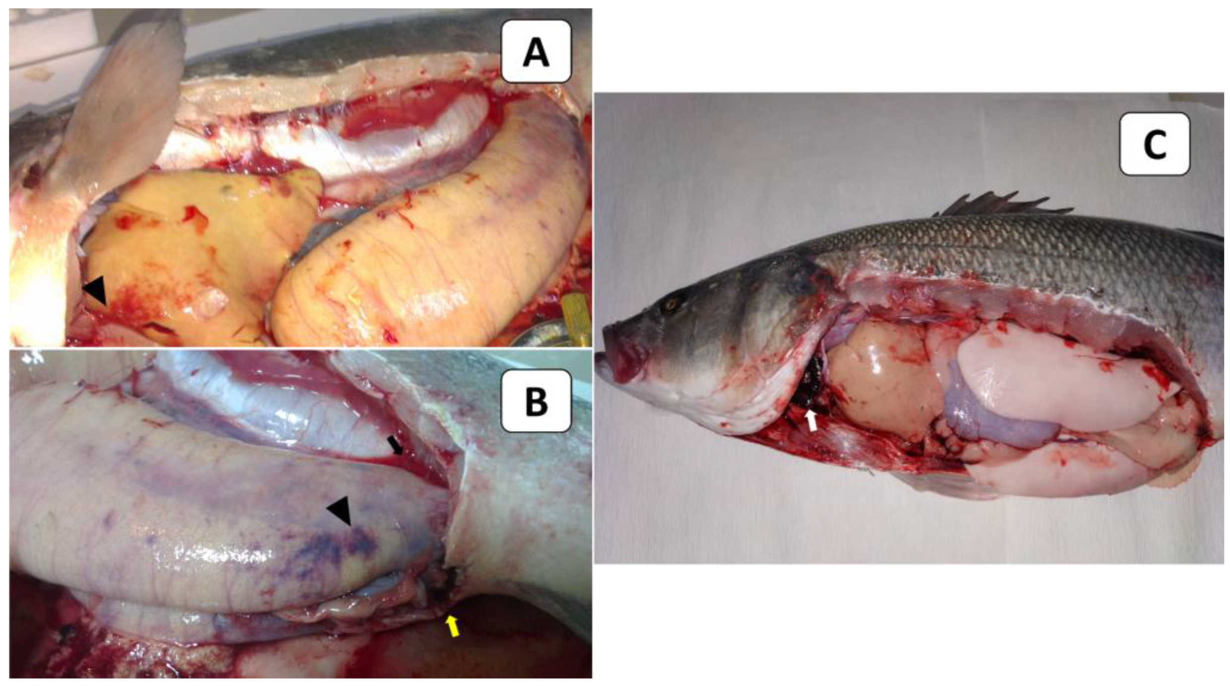 Animals 13 03580 g002