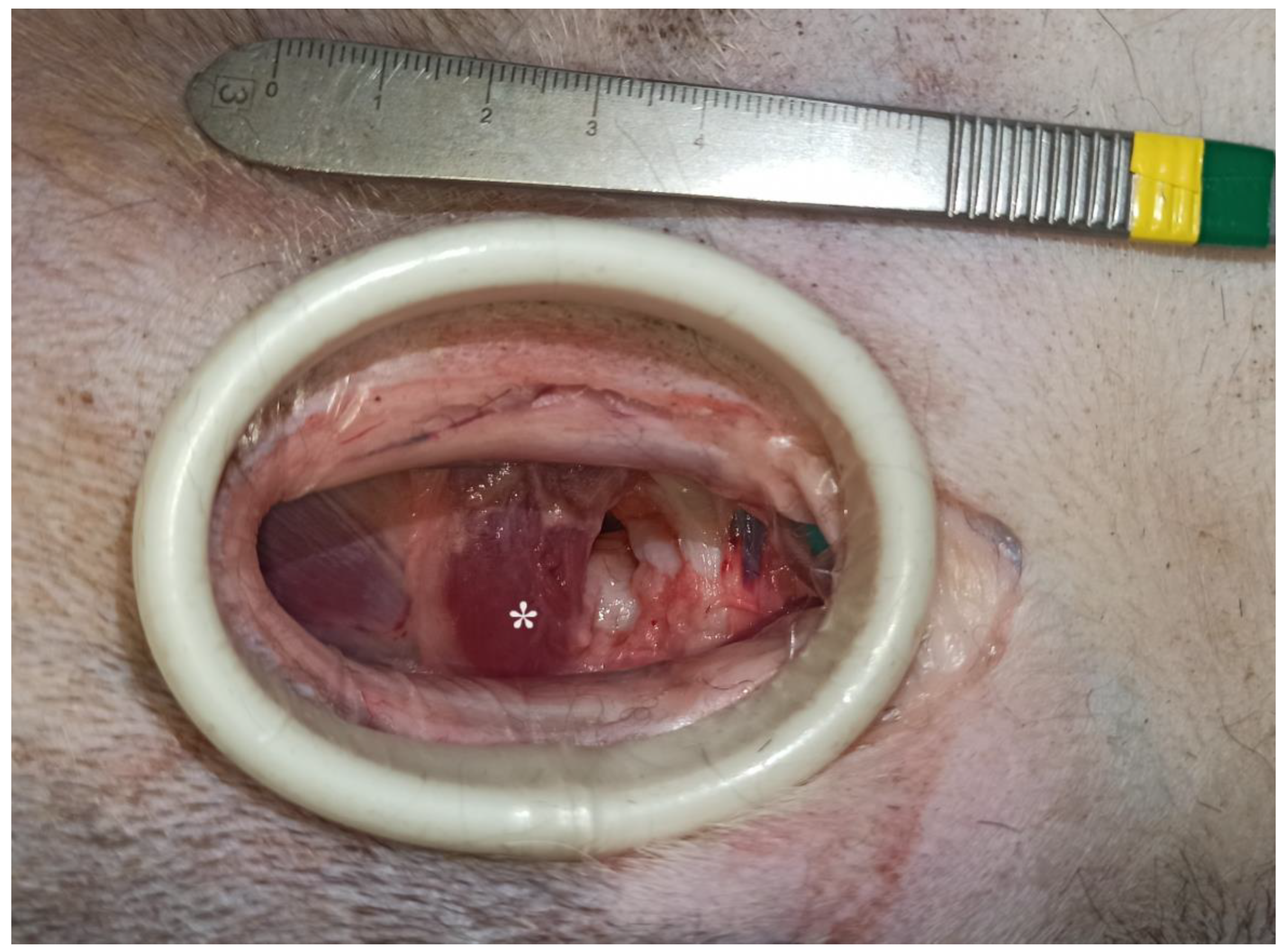 Animals 13 03582 g003