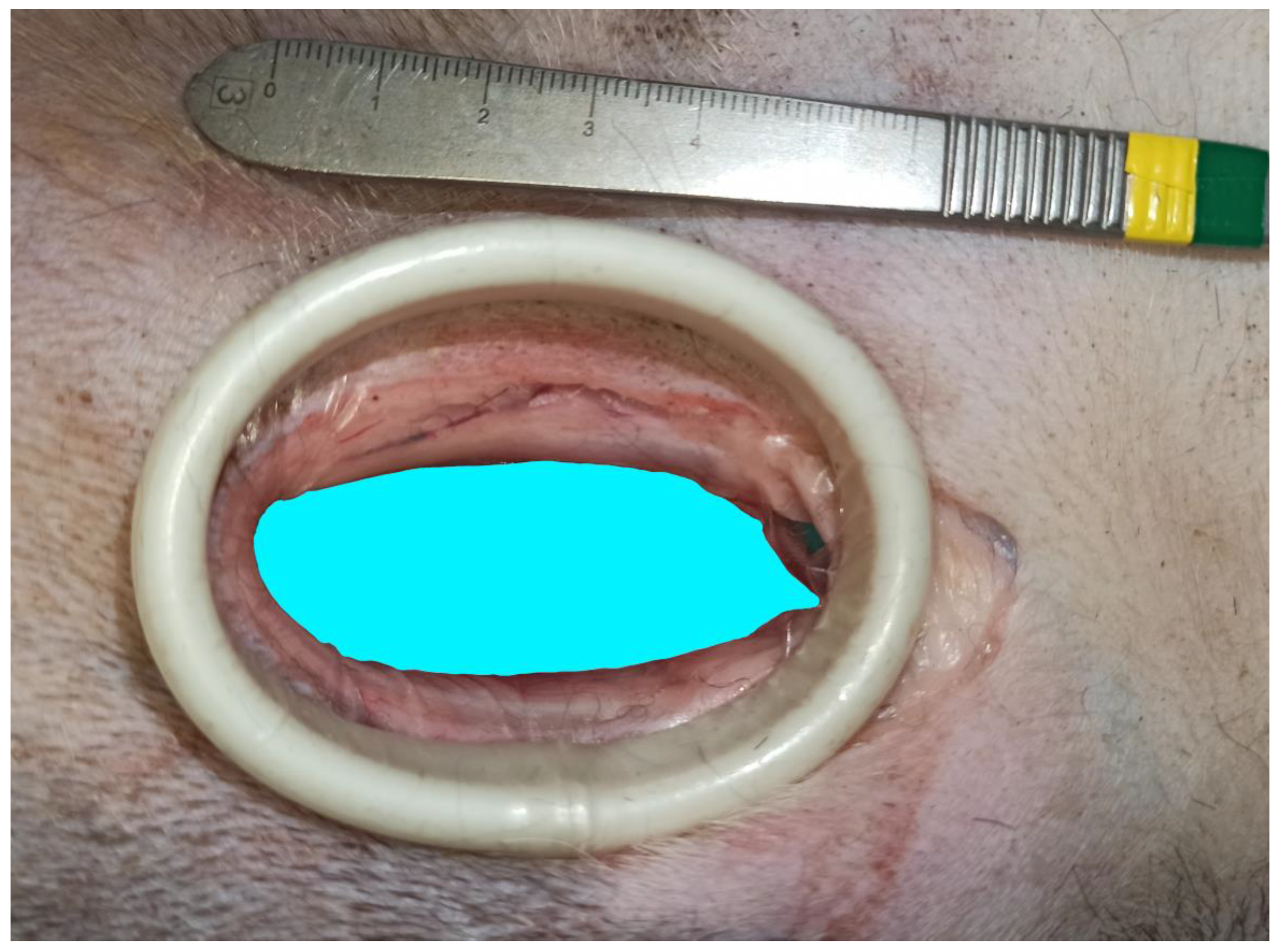 Animals 13 03582 g005