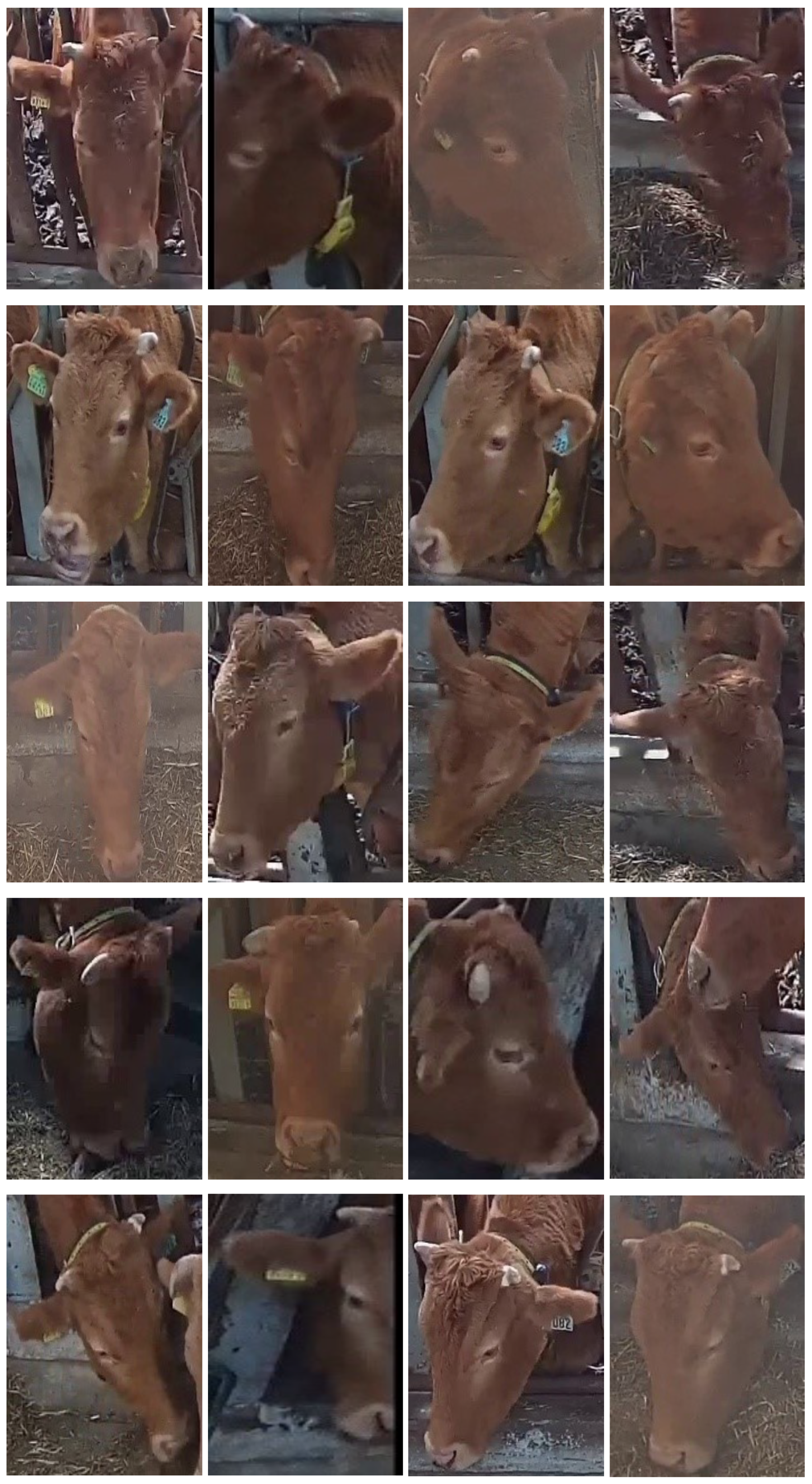 Animals 13 03588 g004