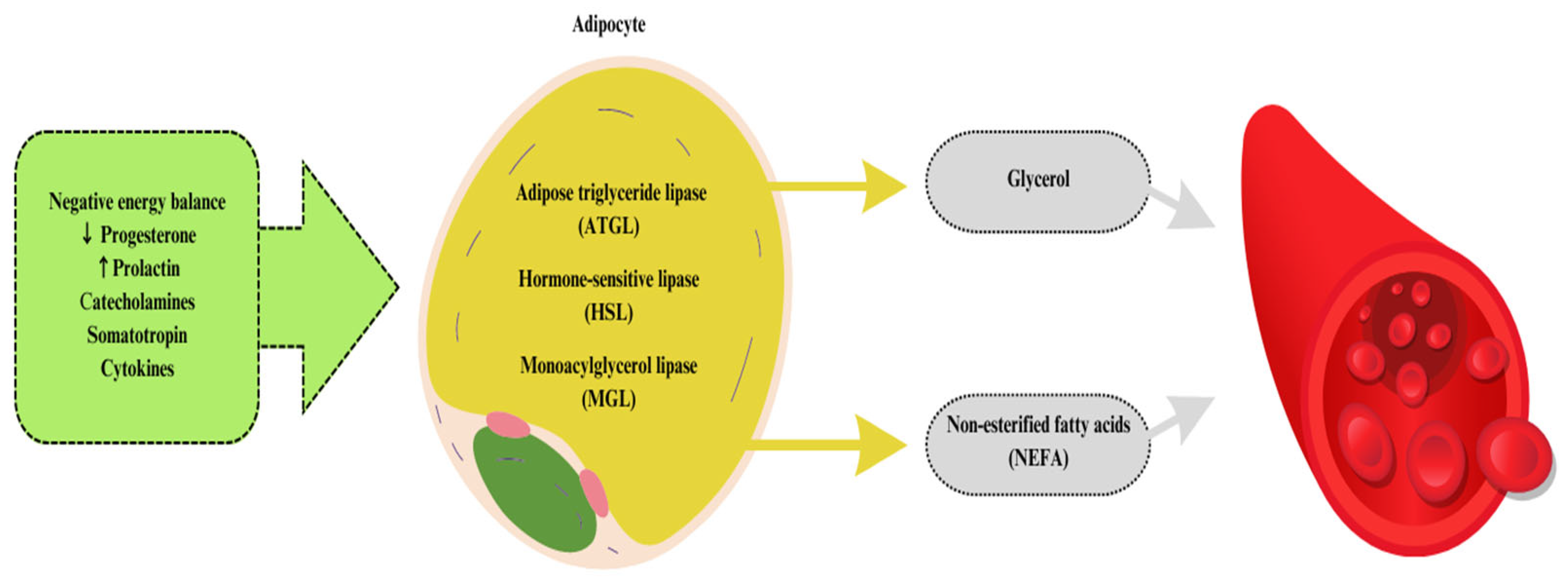 Animals 13 03589 g002 Animals 13 03589 g002