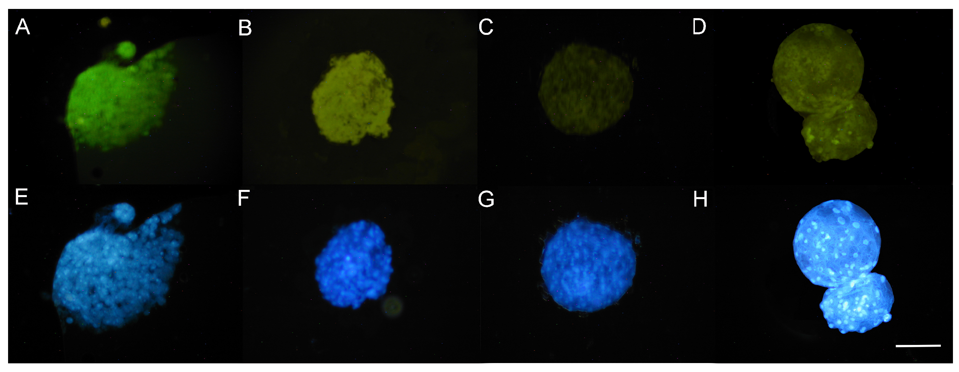 Animals 13 03602 g002 Animals 13 03602 g002