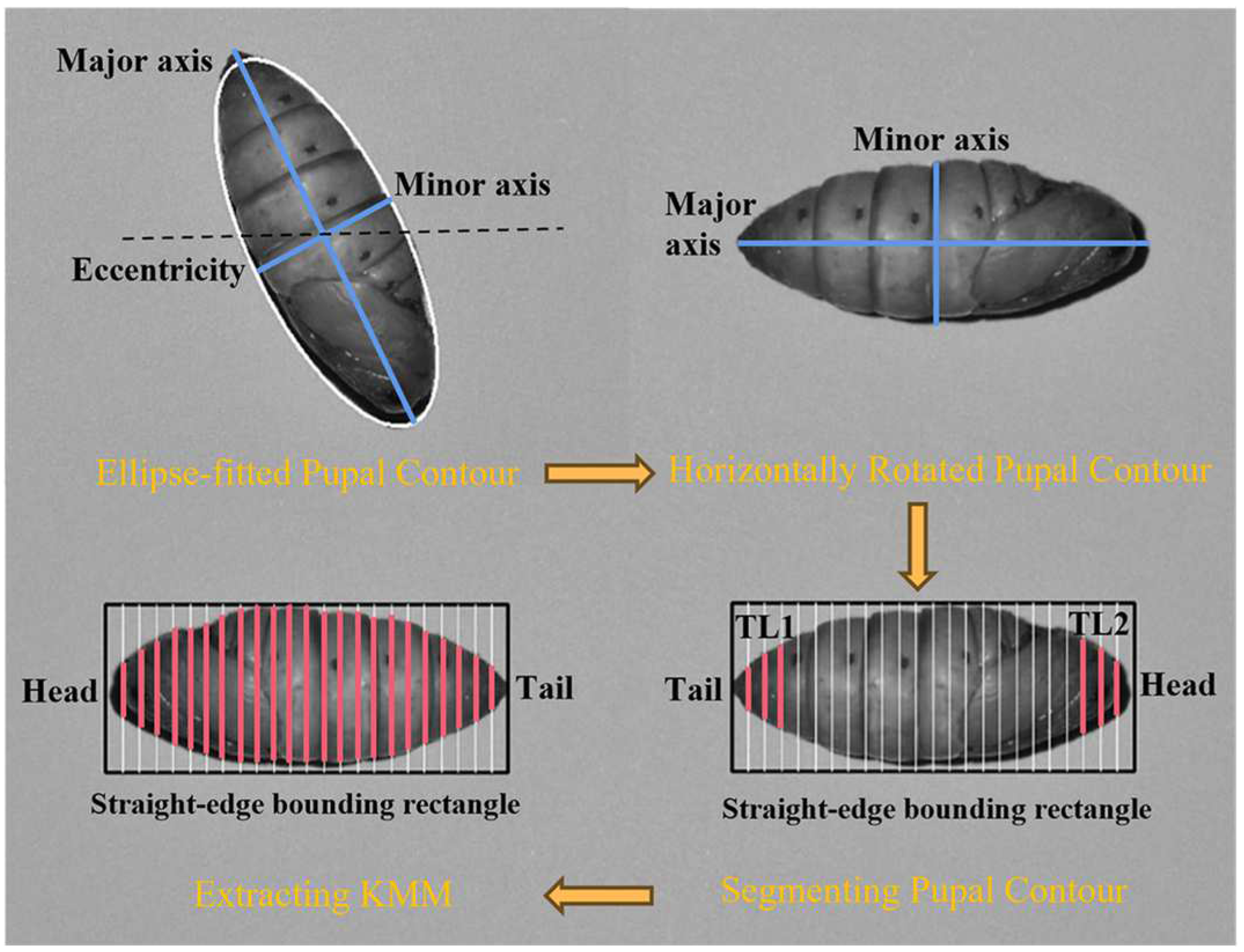Animals 13 03612 g004