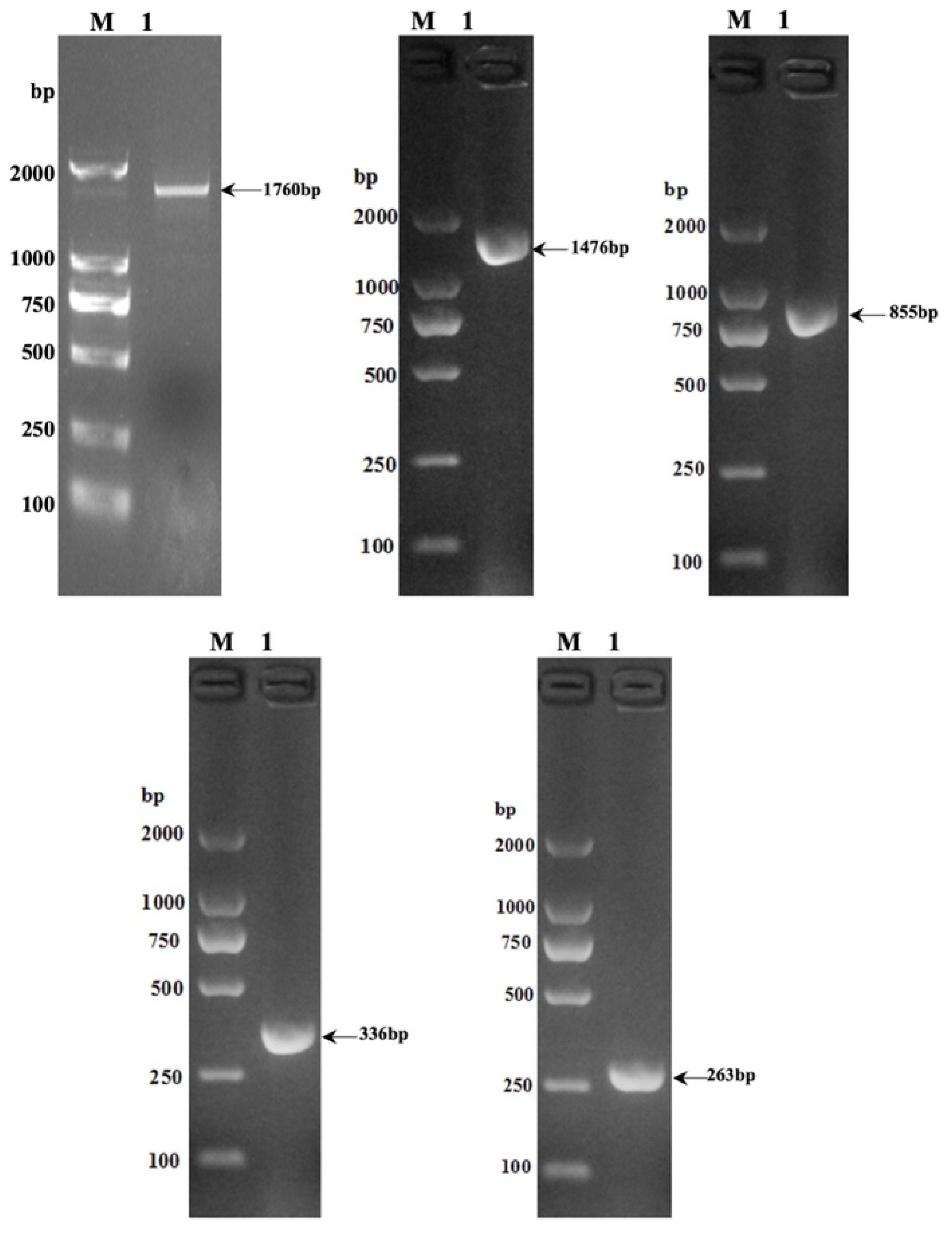 Animals 13 03615 g001