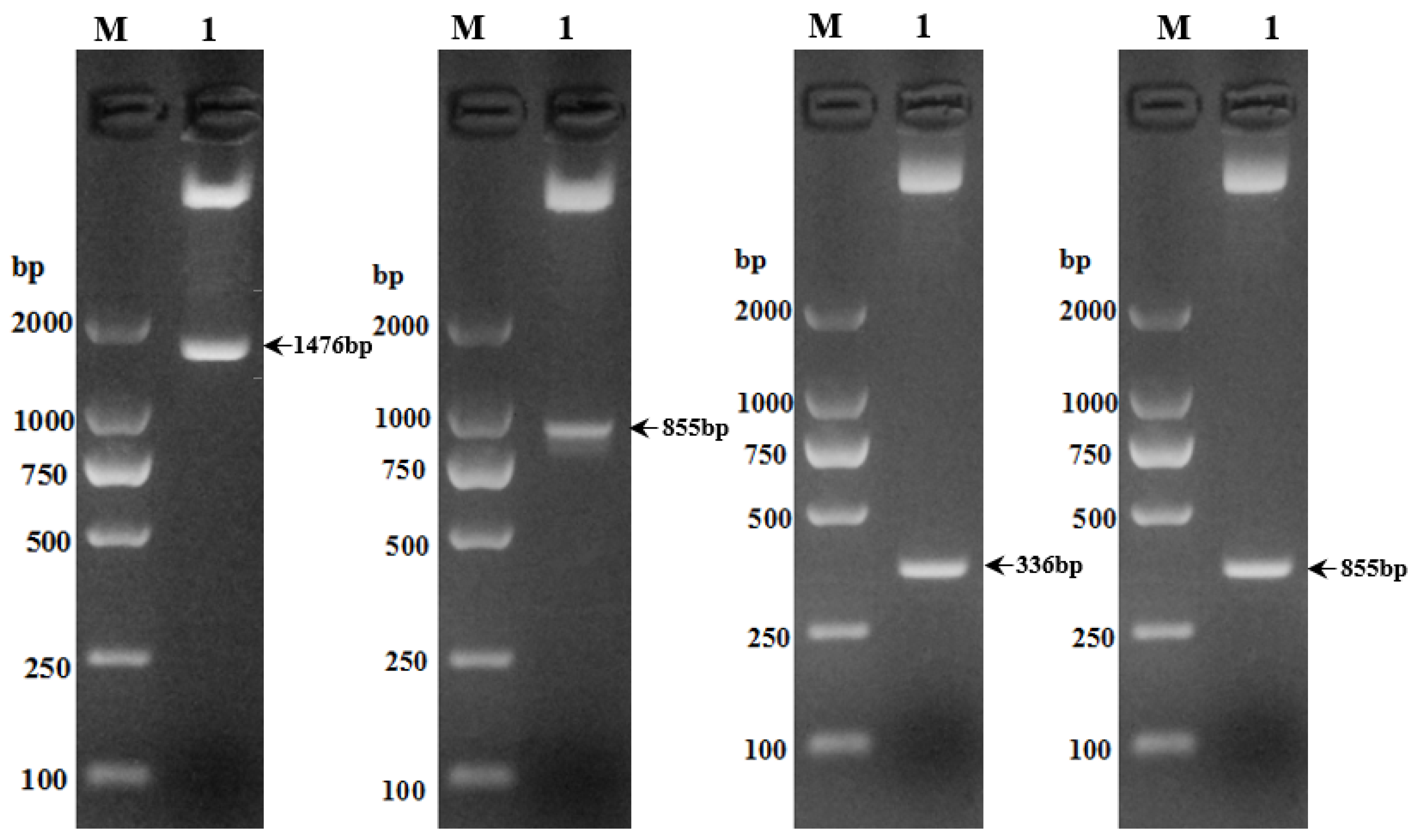 Animals 13 03615 g002