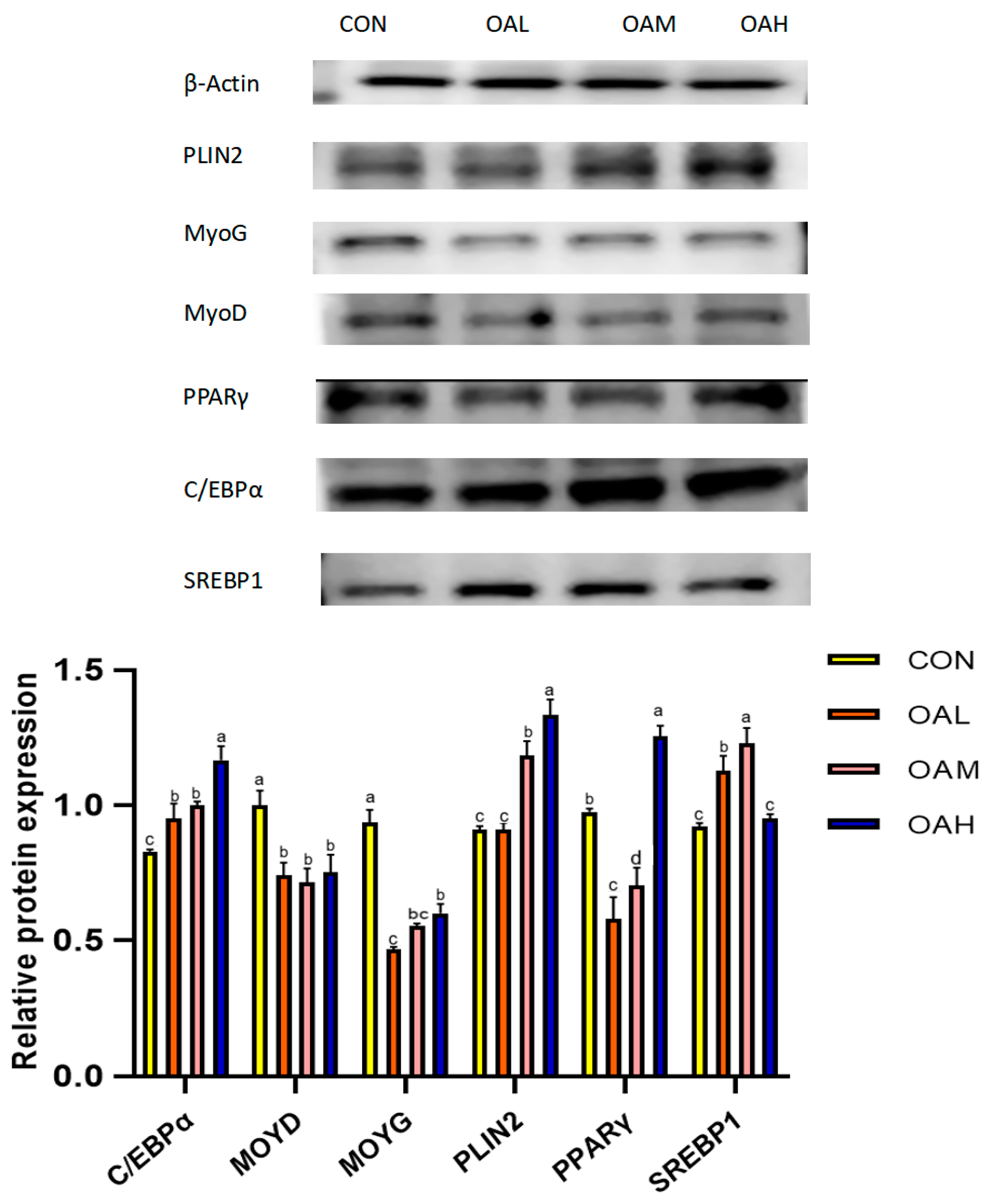 Animals 13 03618 g008