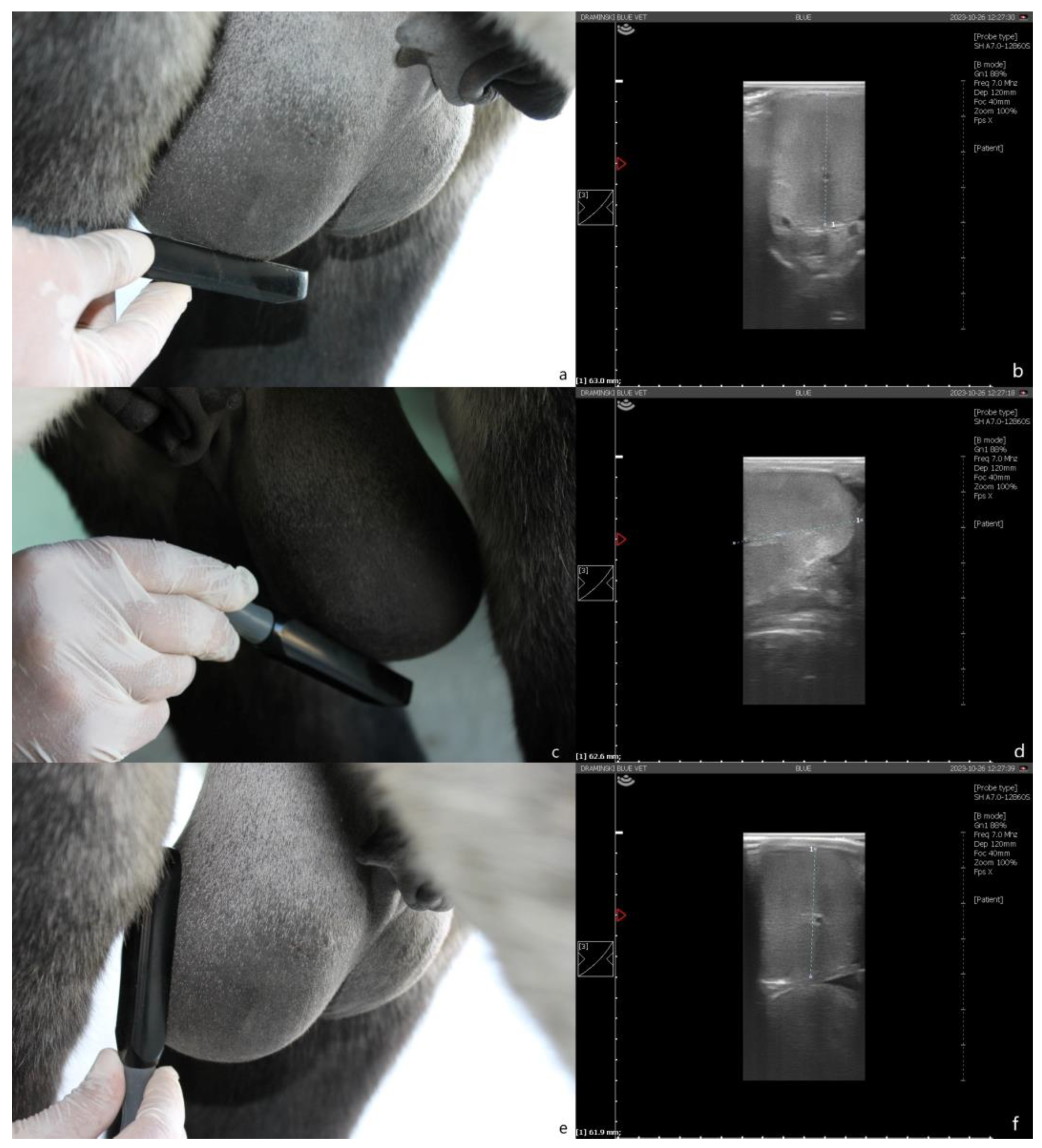 Animals 13 03619 g002 Animals 13 03619 g002