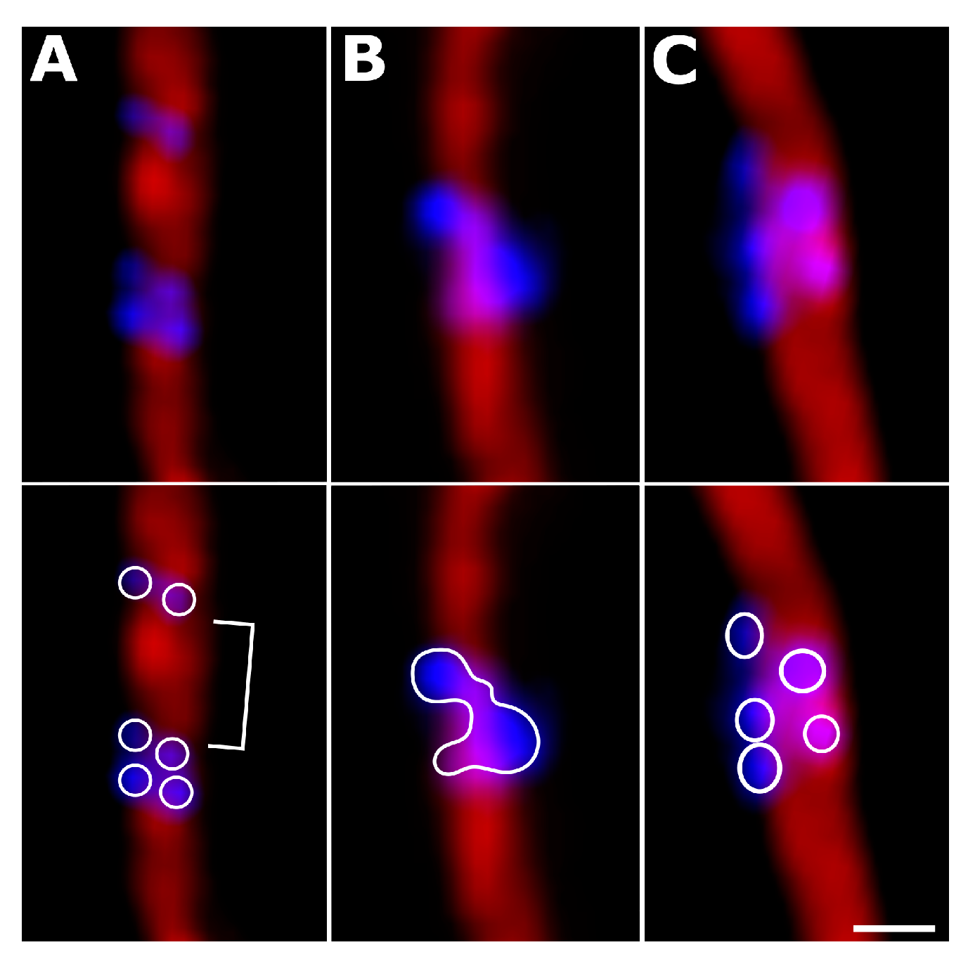 Animals 13 03624 g004 Animals 13 03624 g004