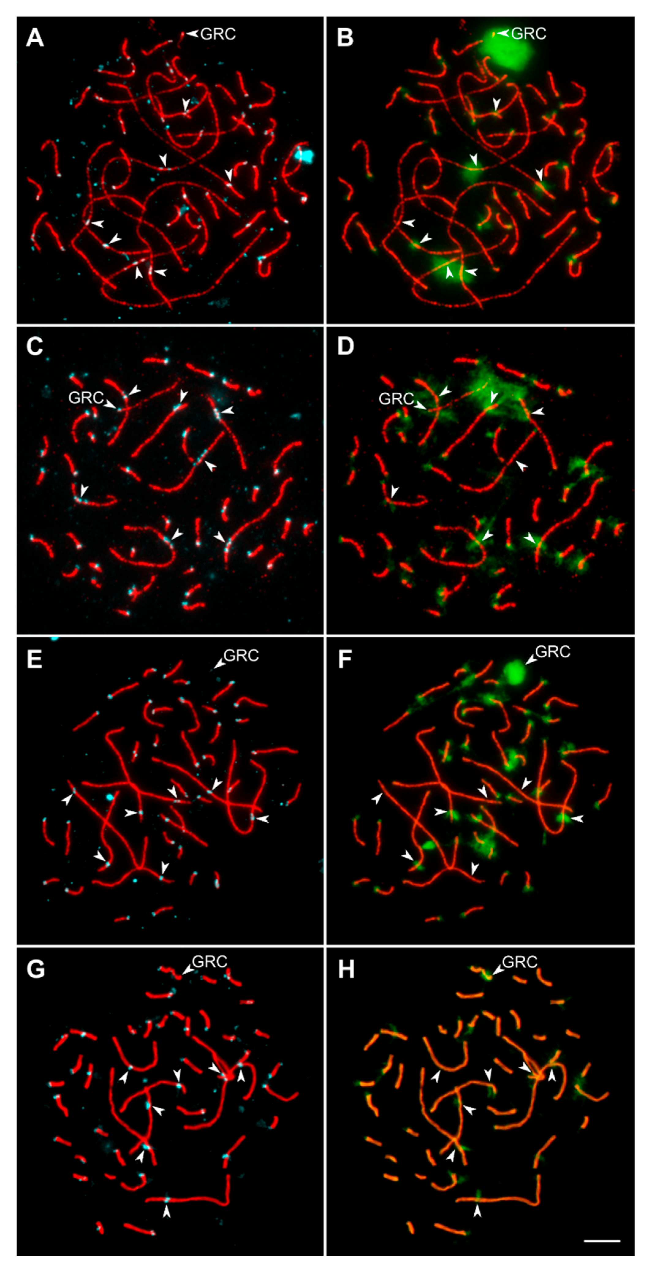 Animals 13 03624 g005 Animals 13 03624 g005