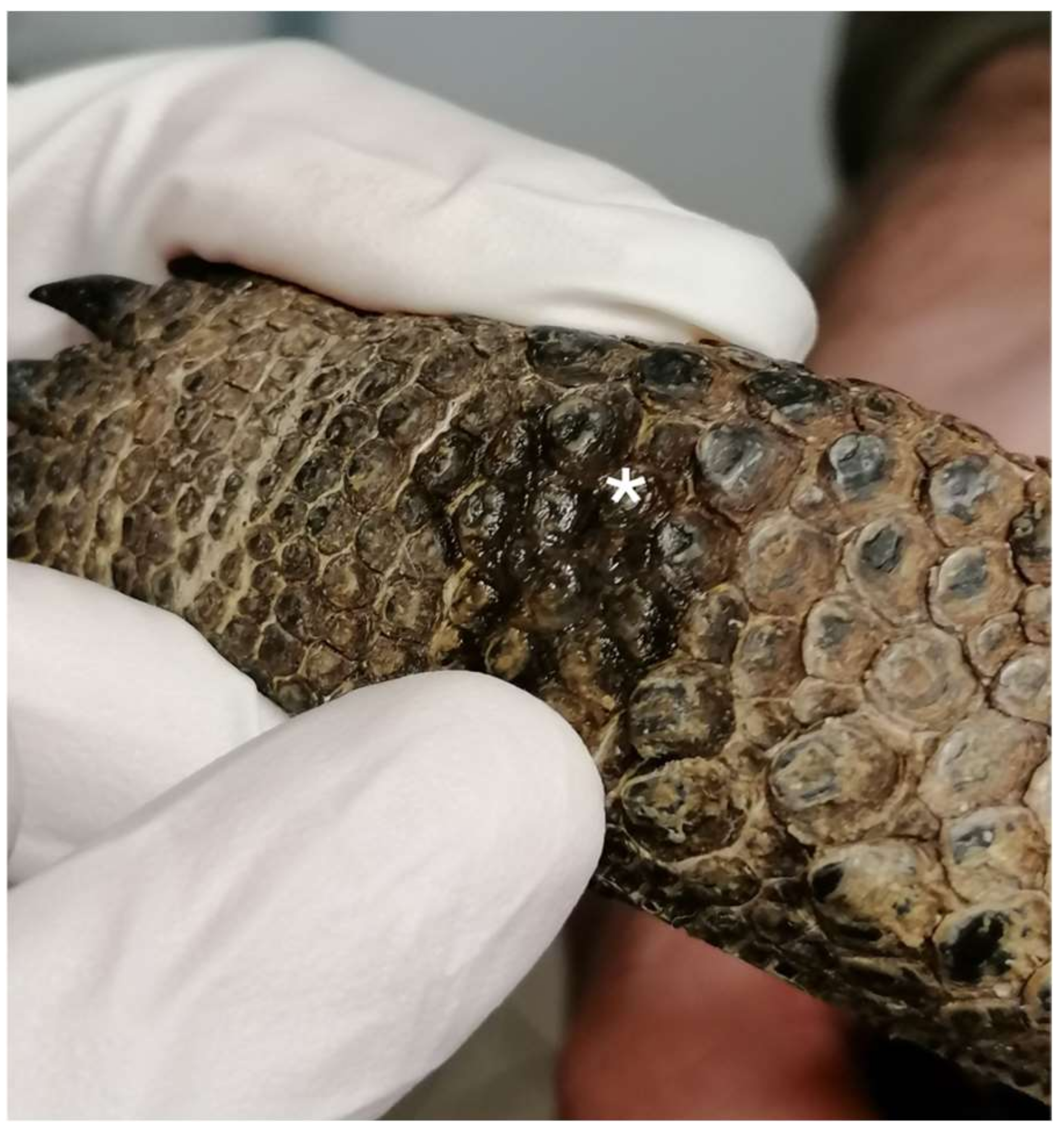 Animals 13 03626 g002 Animals 13 03626 g002