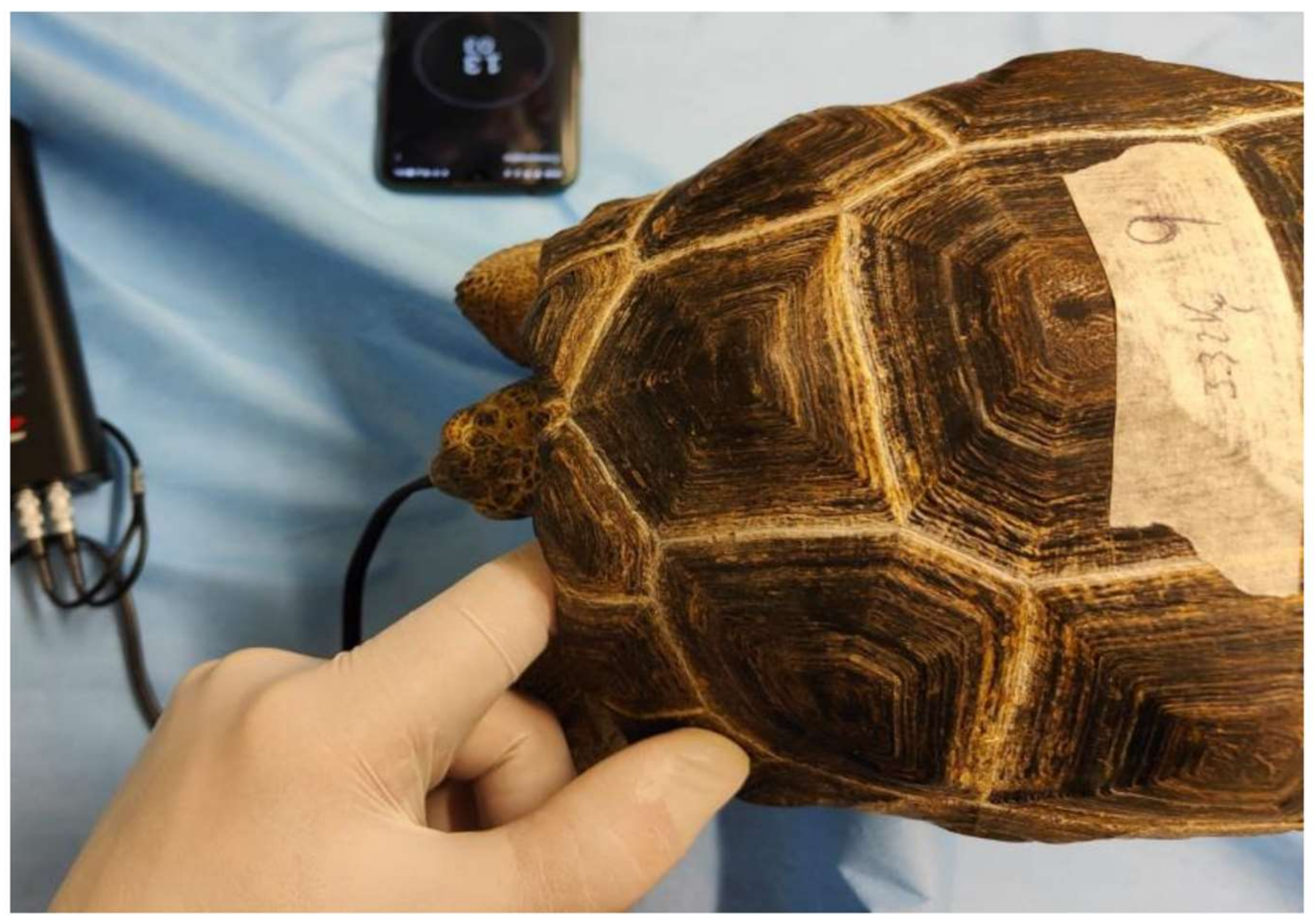 Animals 13 03626 g003 Animals 13 03626 g003