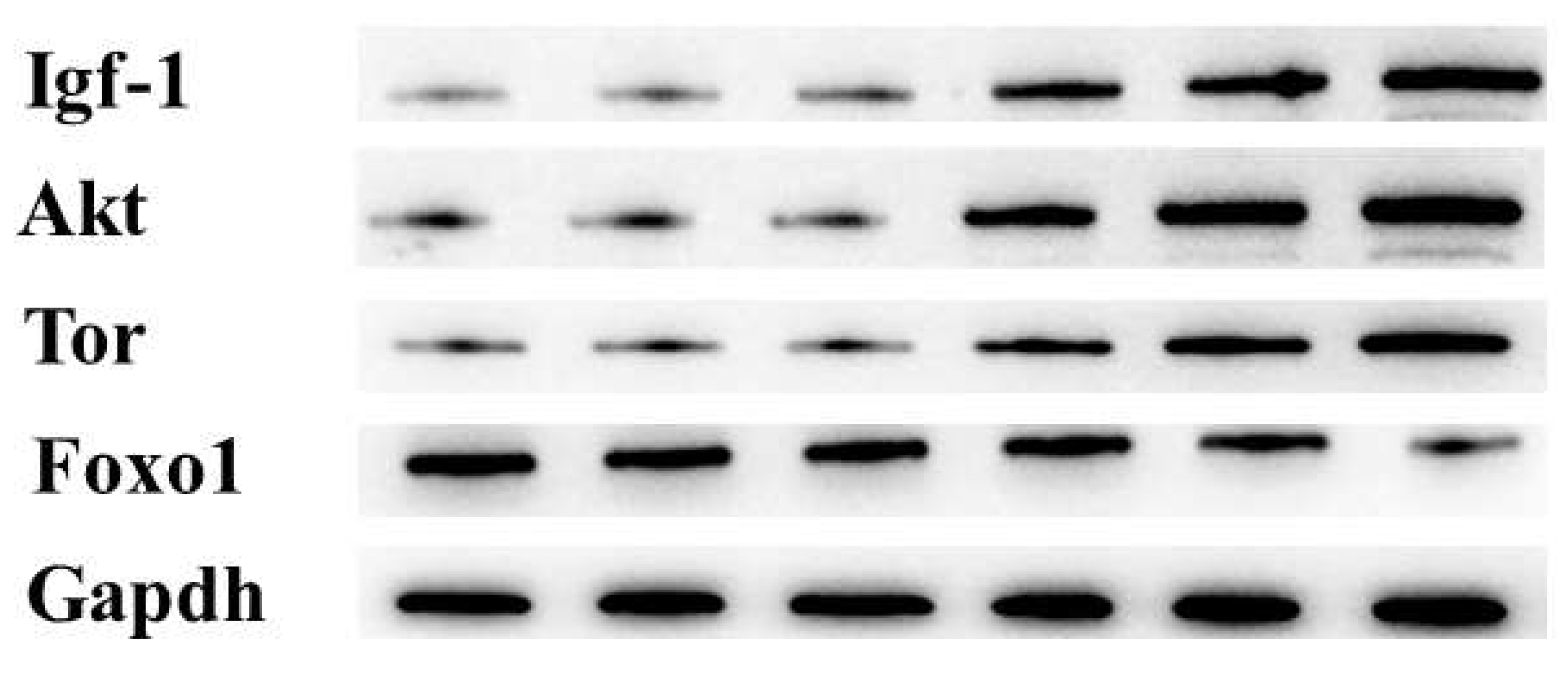 Animals 13 03631 g004a