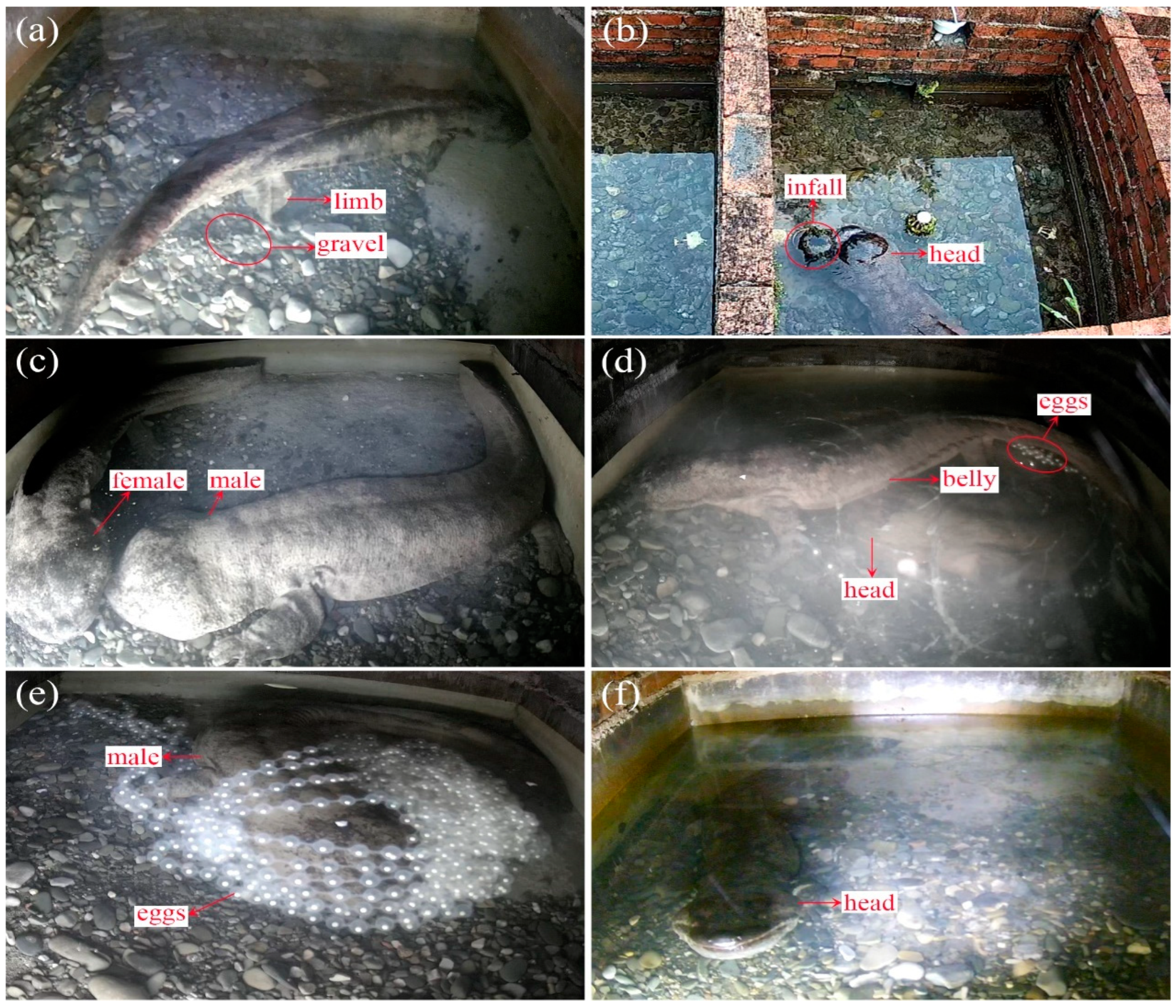 Animals 13 03632 g002