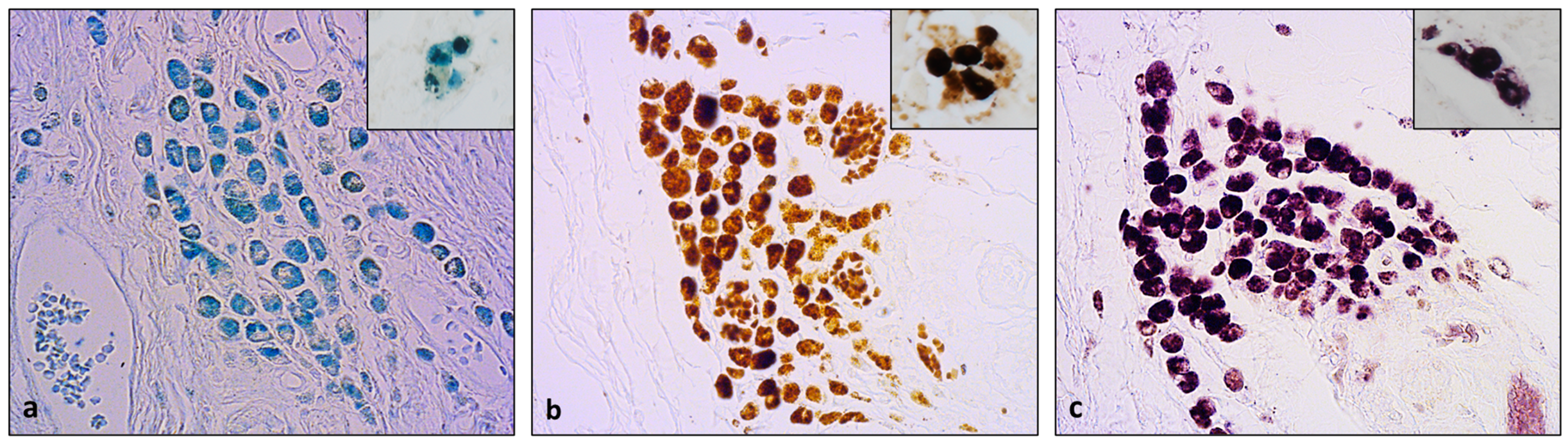 Animals 13 03634 g002 Animals 13 03634 g002