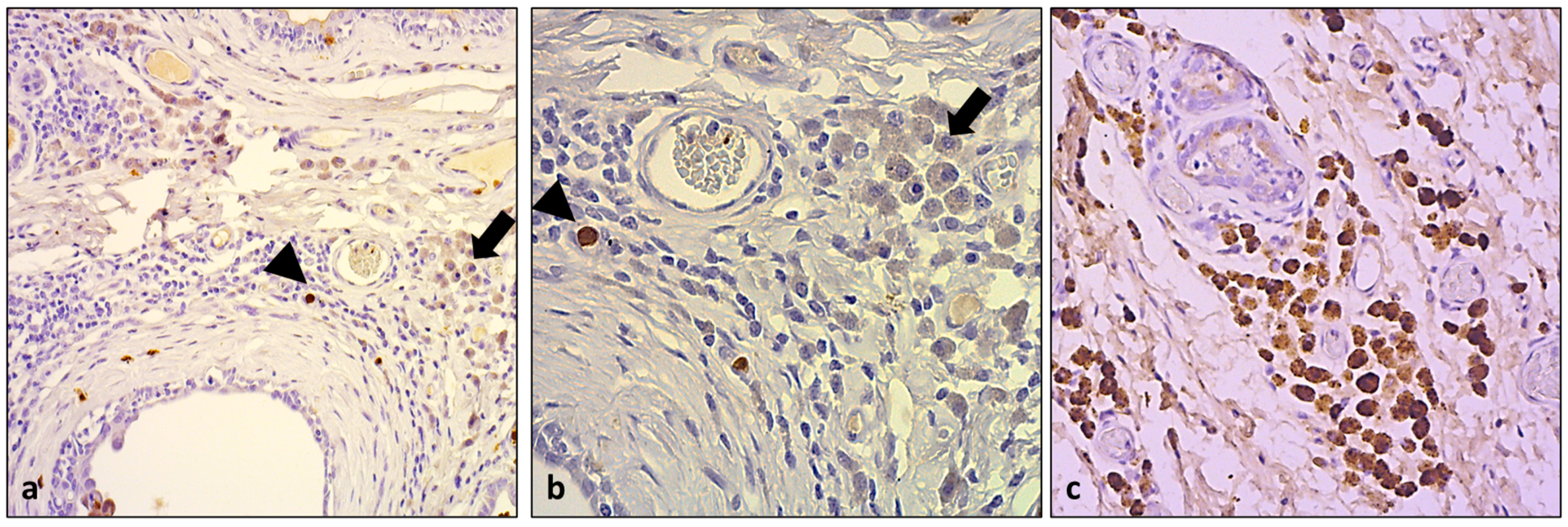 Animals 13 03634 g003 Animals 13 03634 g003