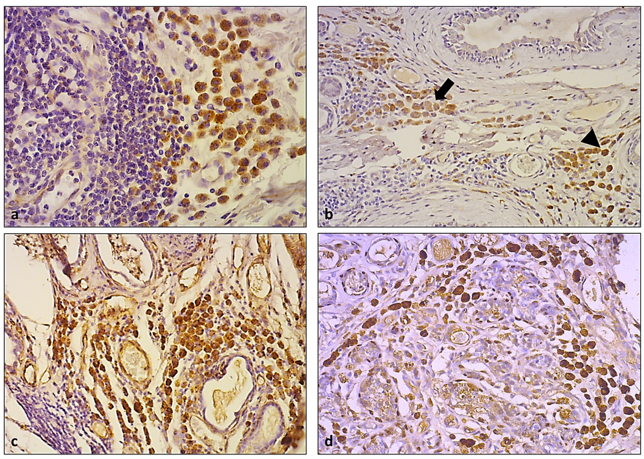 Animals 13 03634 g005 Animals 13 03634 g005