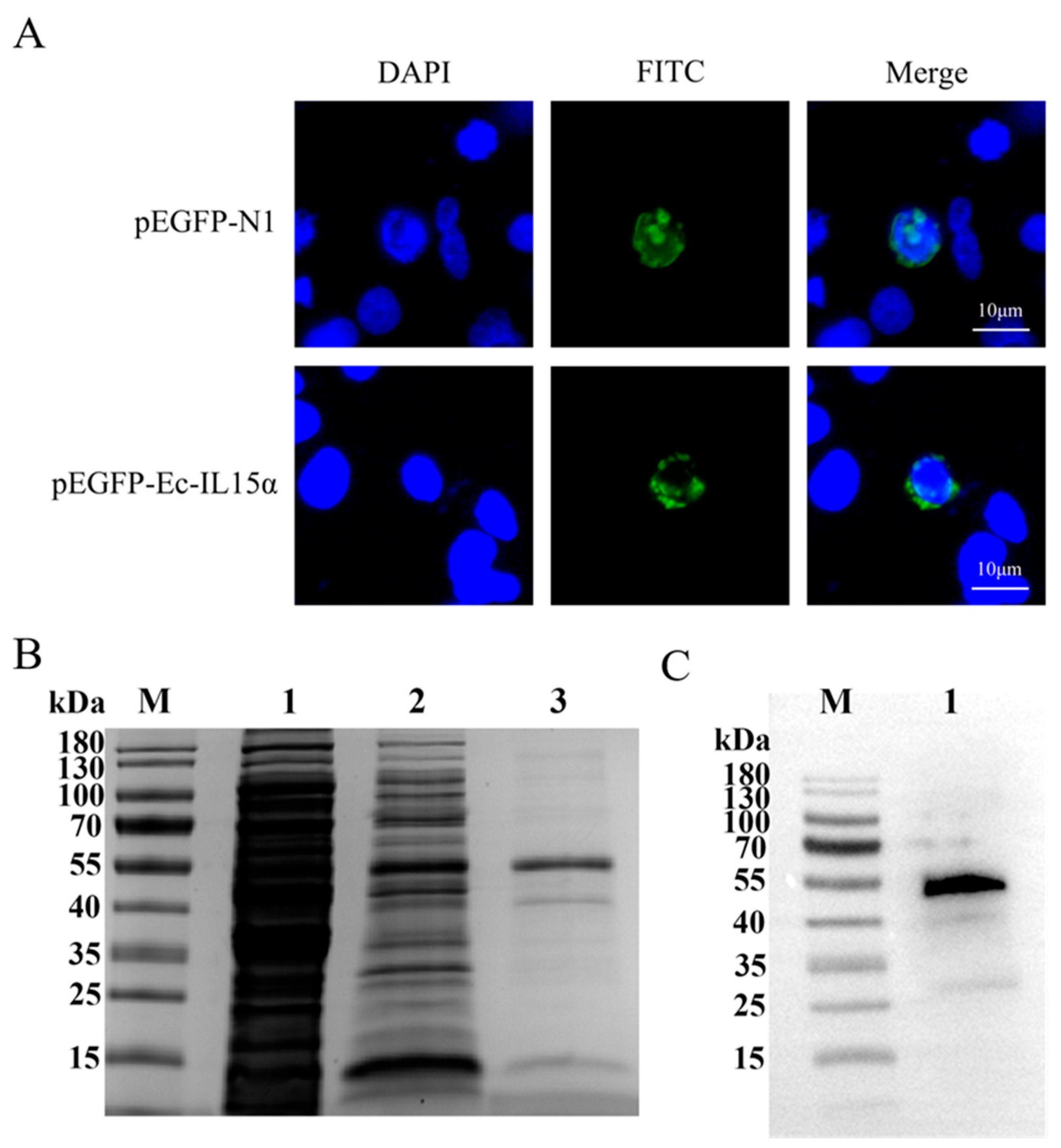 Animals 13 03641 g004 Animals 13 03641 g004