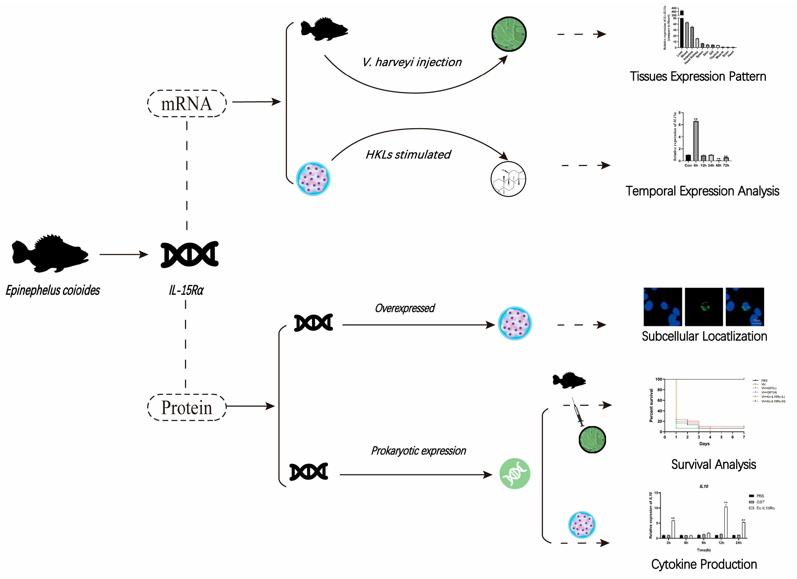 Animals 13 03641 g006 Animals 13 03641 g006