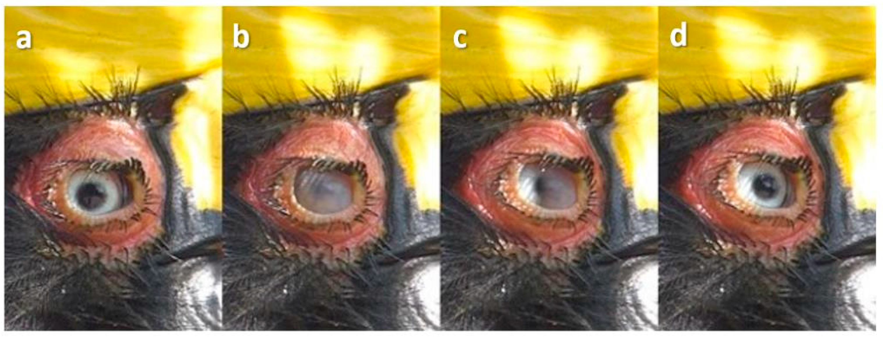 Animals 13 03656 g002