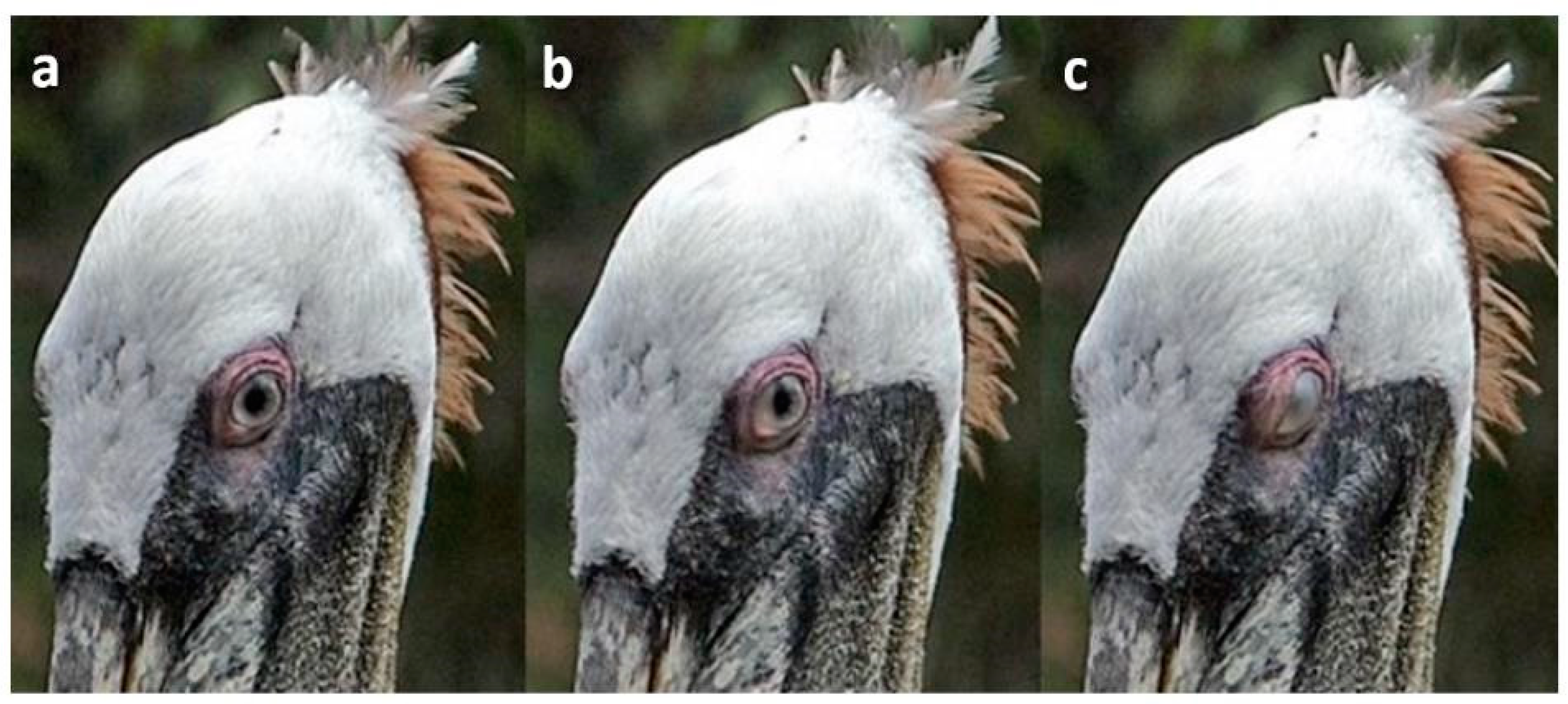 Animals 13 03656 g003