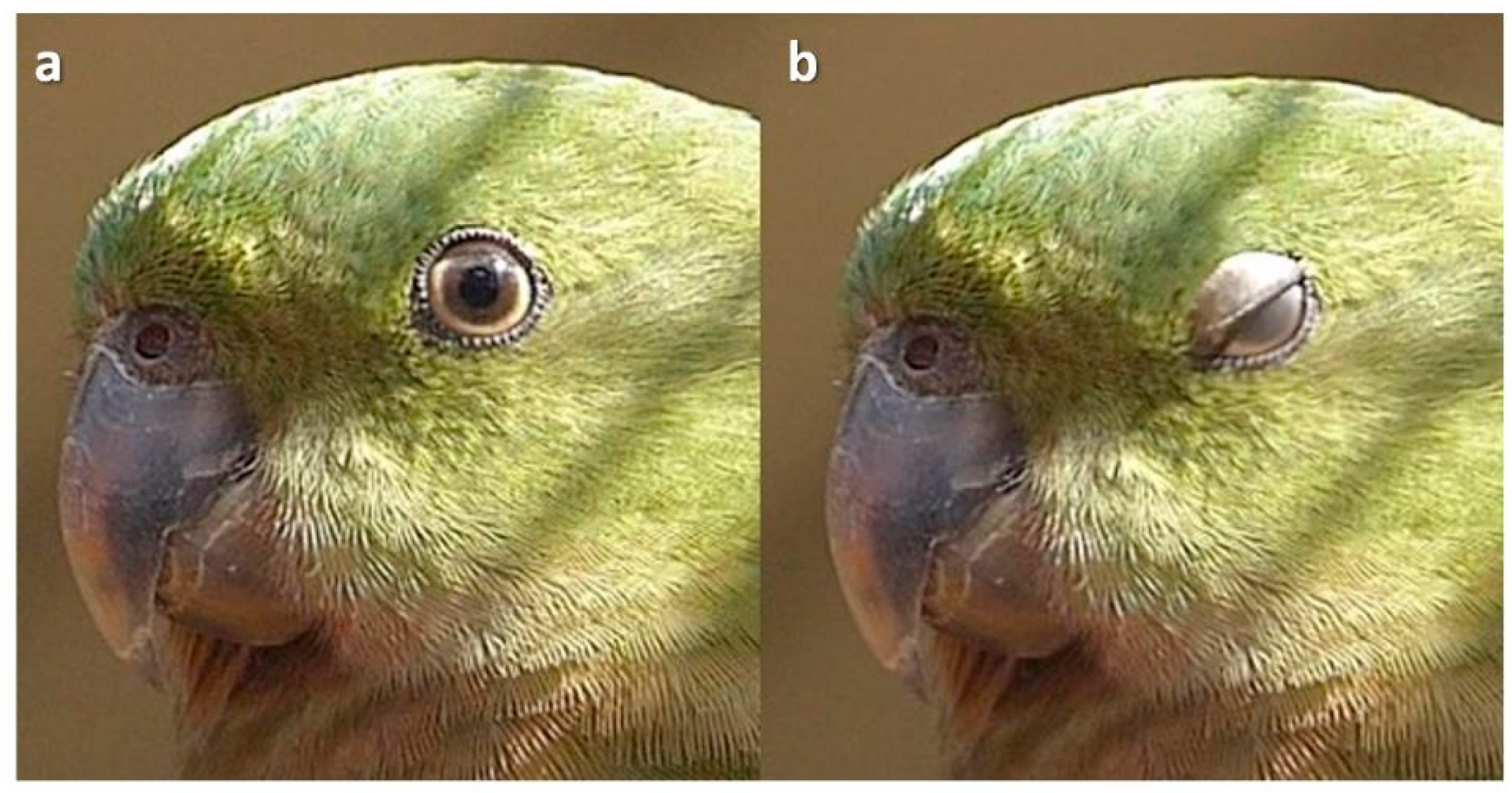 Animals Free FullText The Various Ways in Which Birds Blink