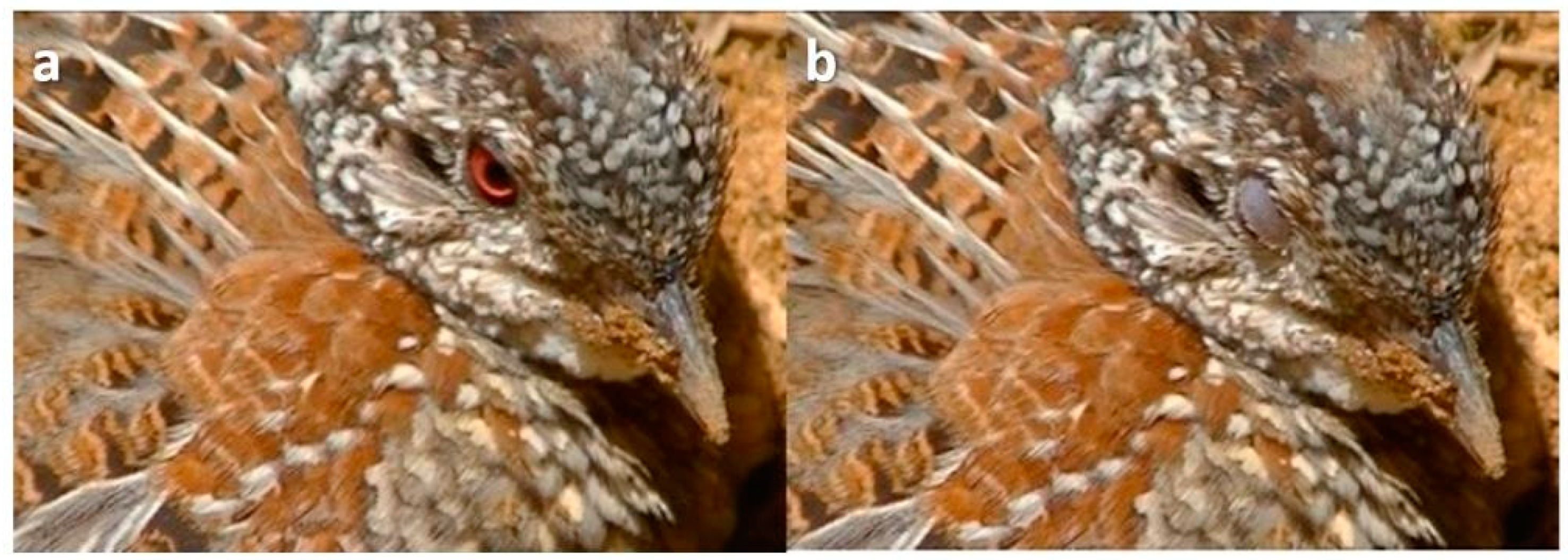 Animals 13 03656 g006