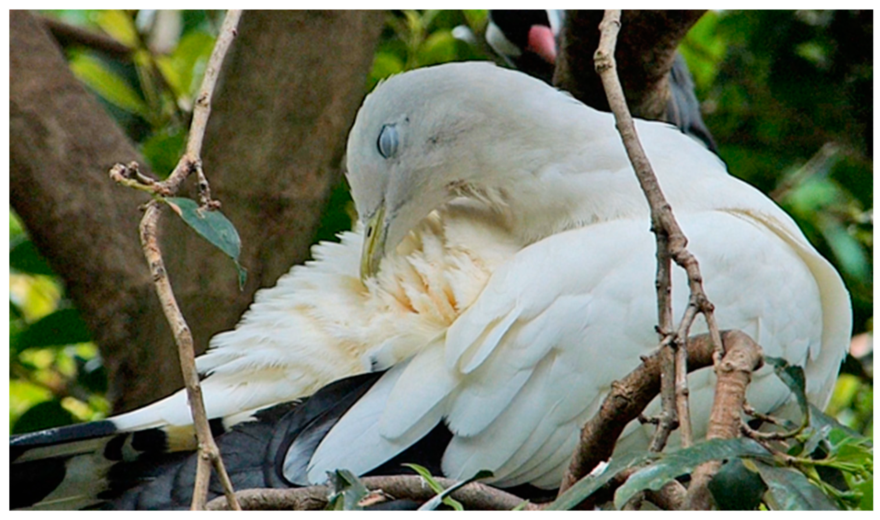 Animals 13 03656 g007