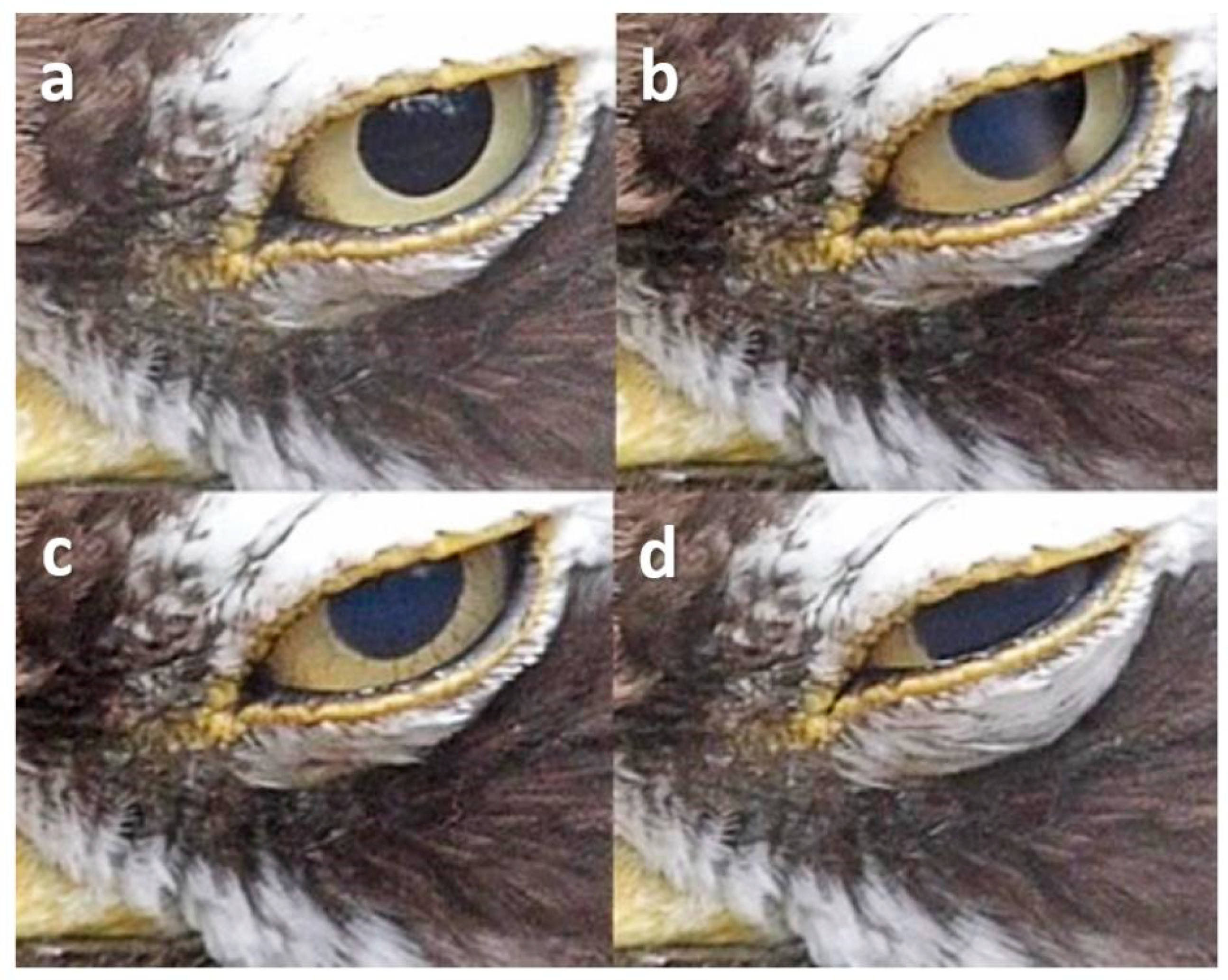 Animals 13 03656 g009