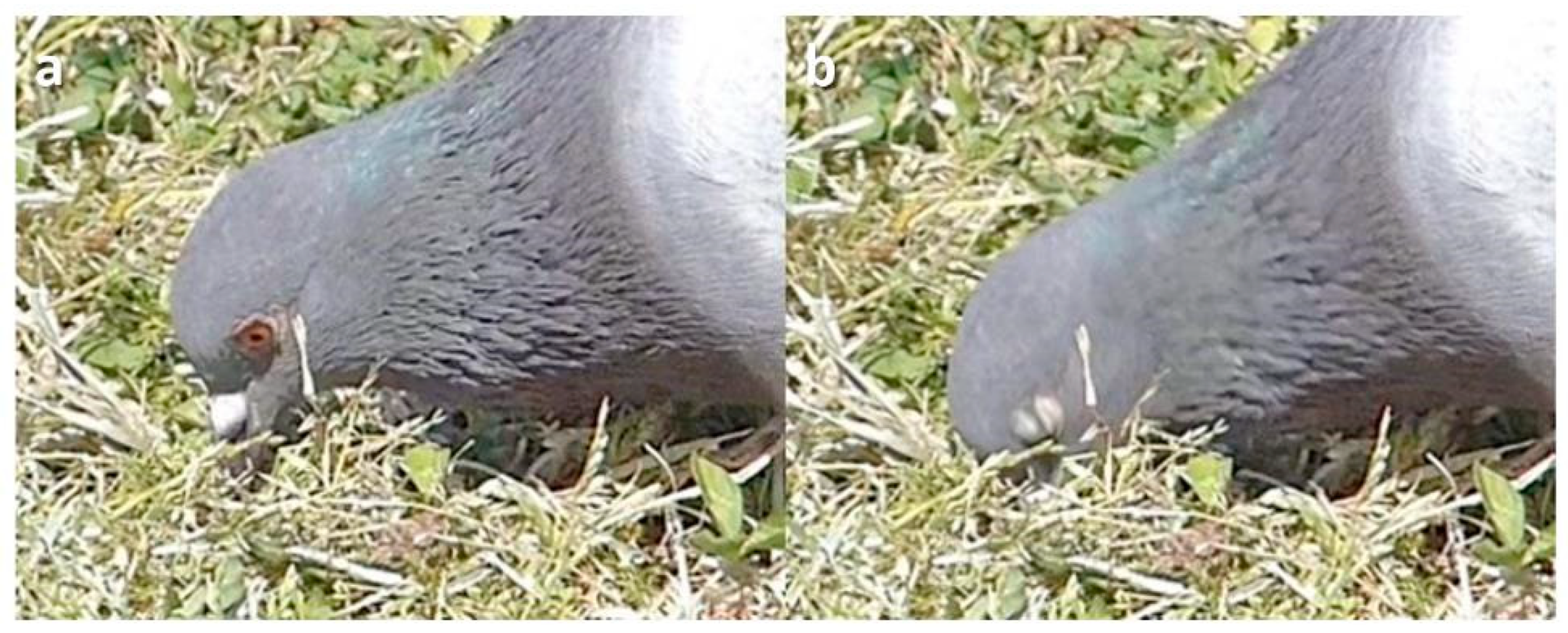 Animals 13 03656 g010