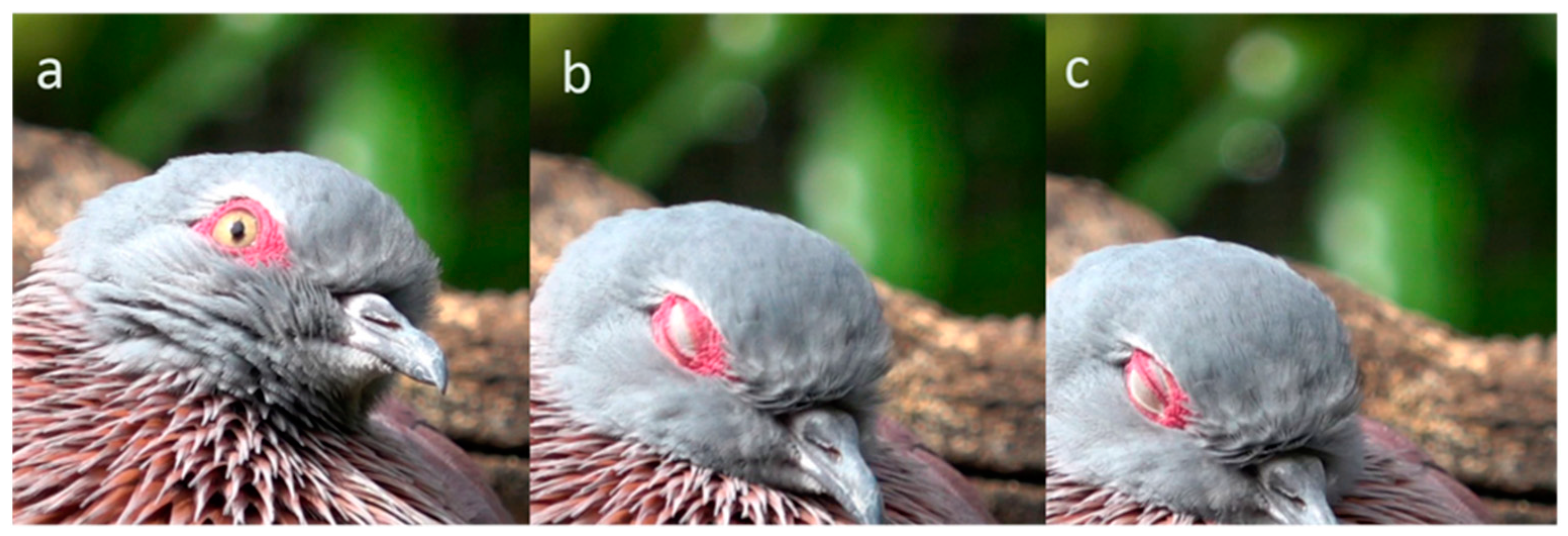 Animals 13 03656 g011