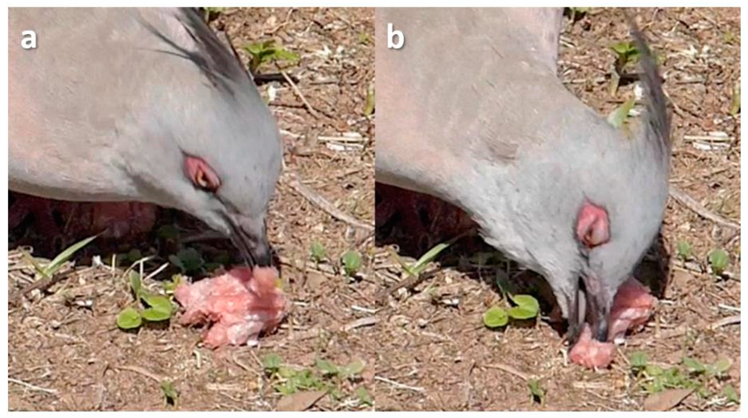 Animals 13 03656 g012