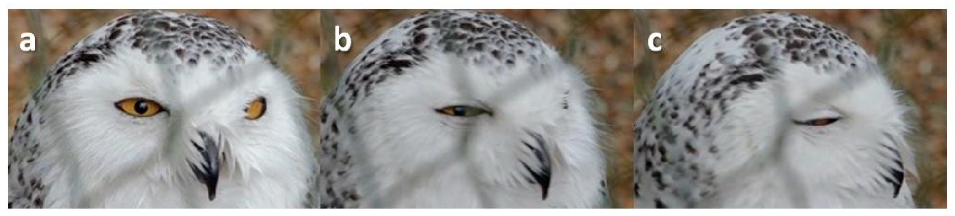 Animals 13 03656 g013