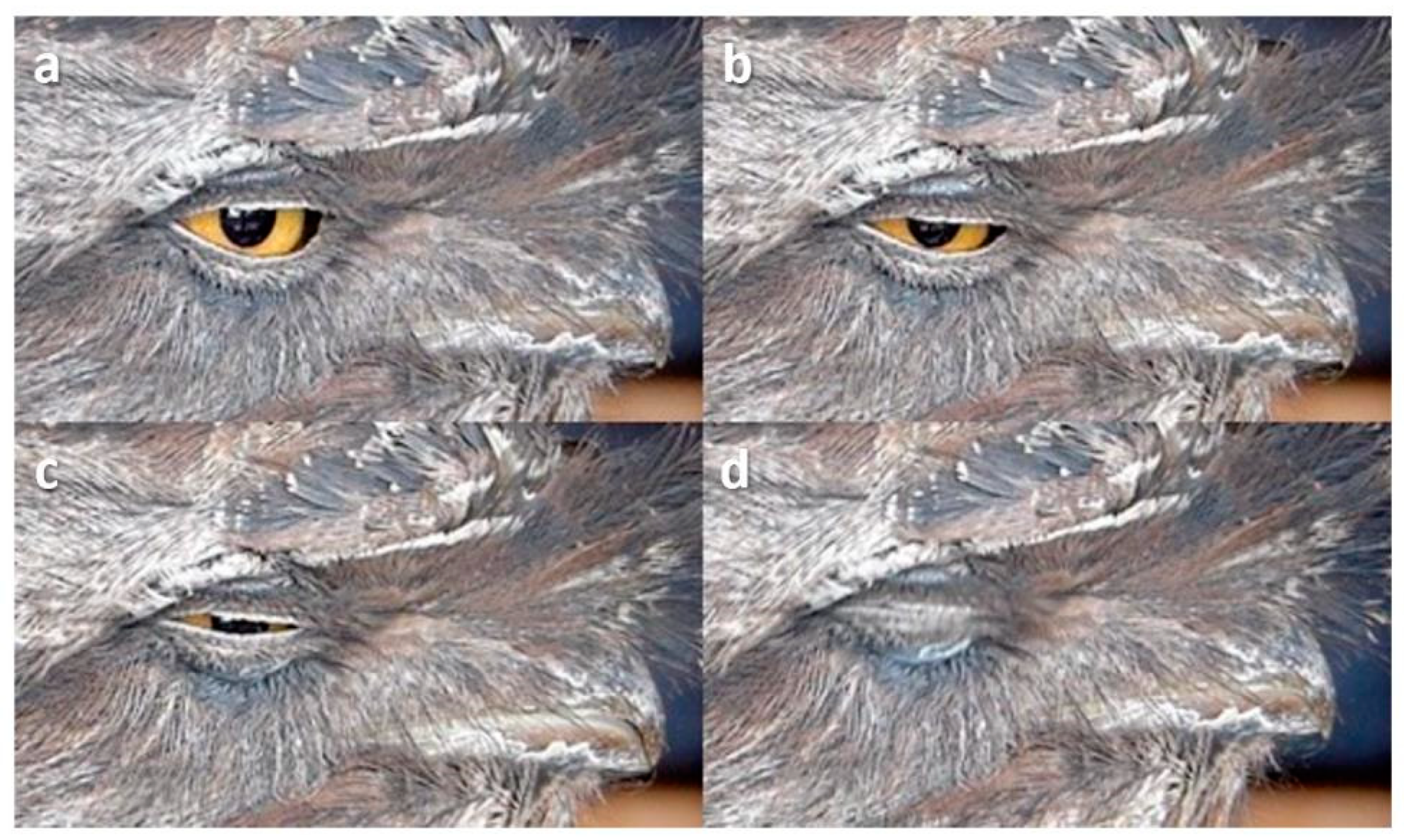 Animals 13 03656 g014