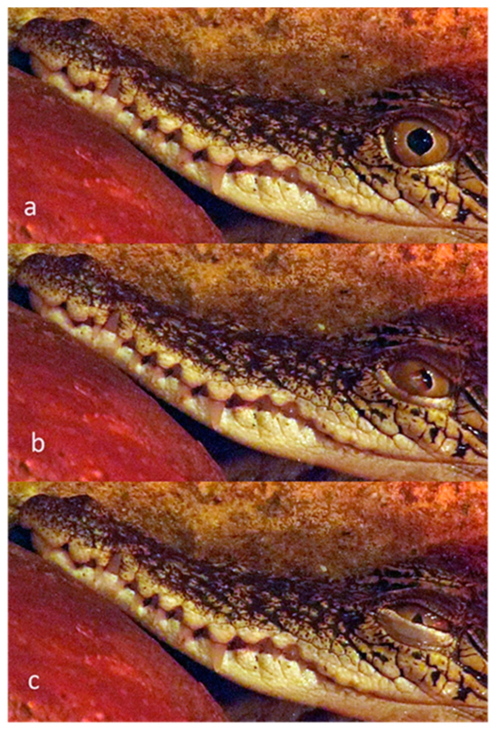 Animals 13 03656 g017