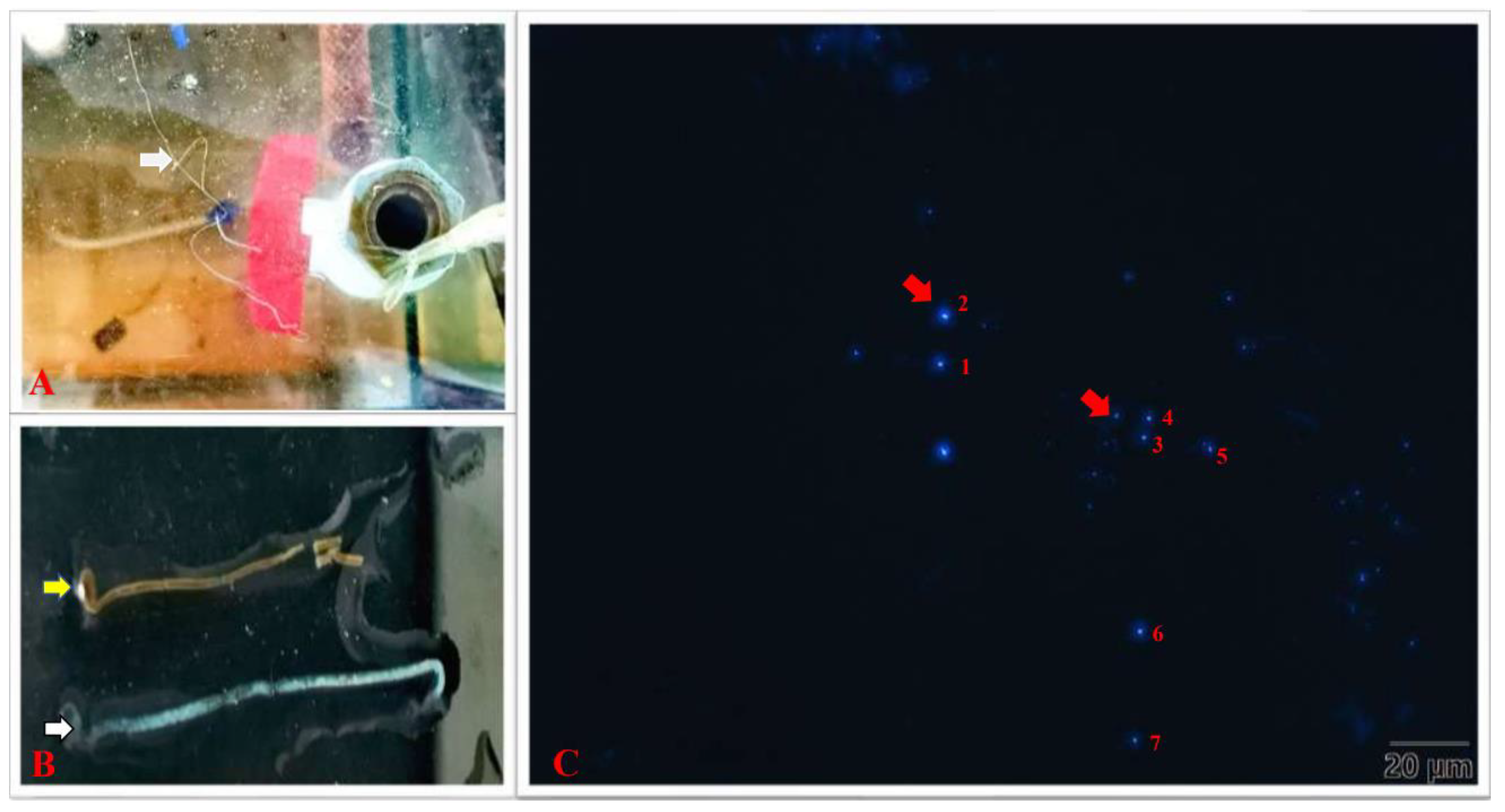 Animals 13 03661 g002